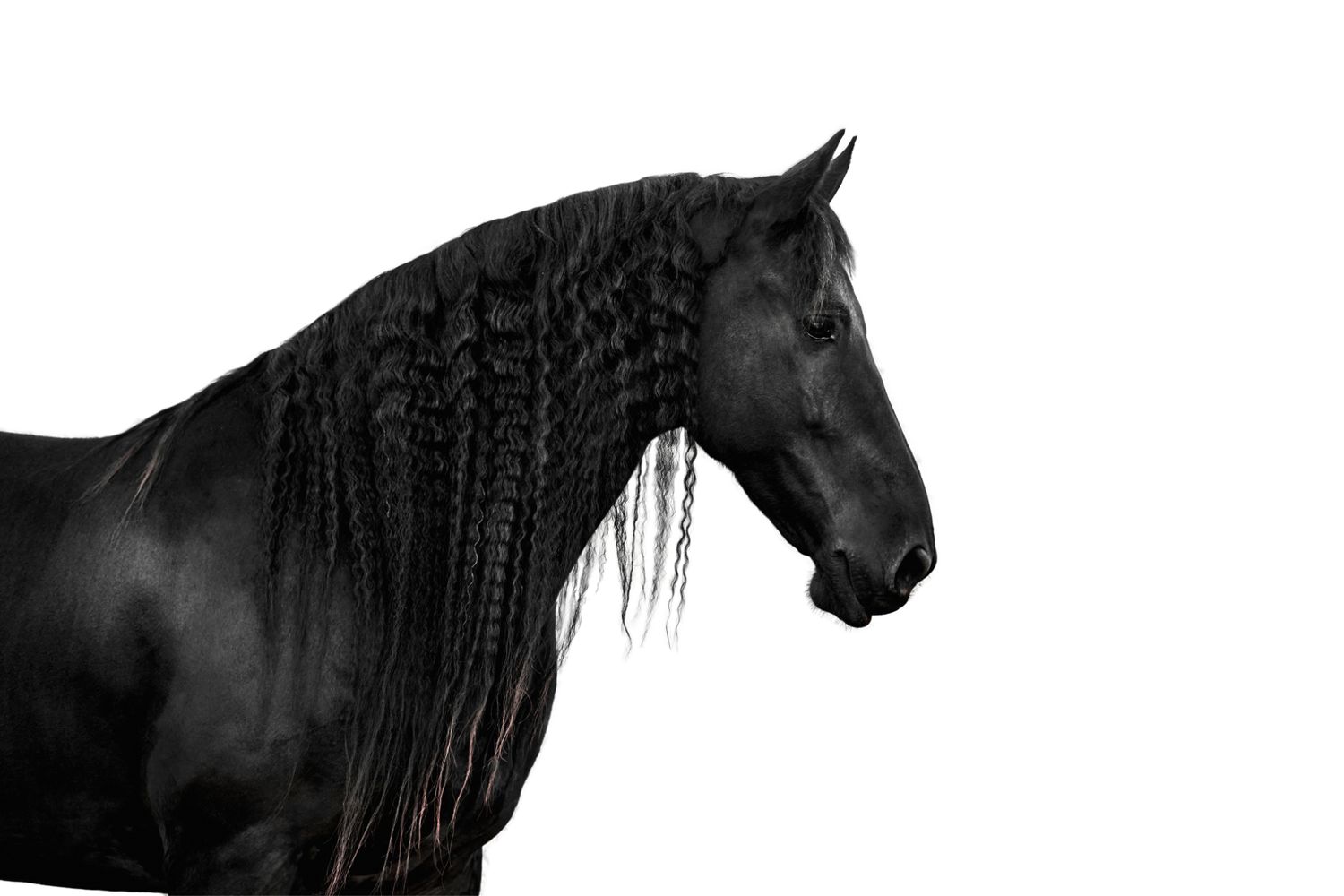 Dramatic black and white profile view of a majestic horse with a flowing mane against a dark background.
