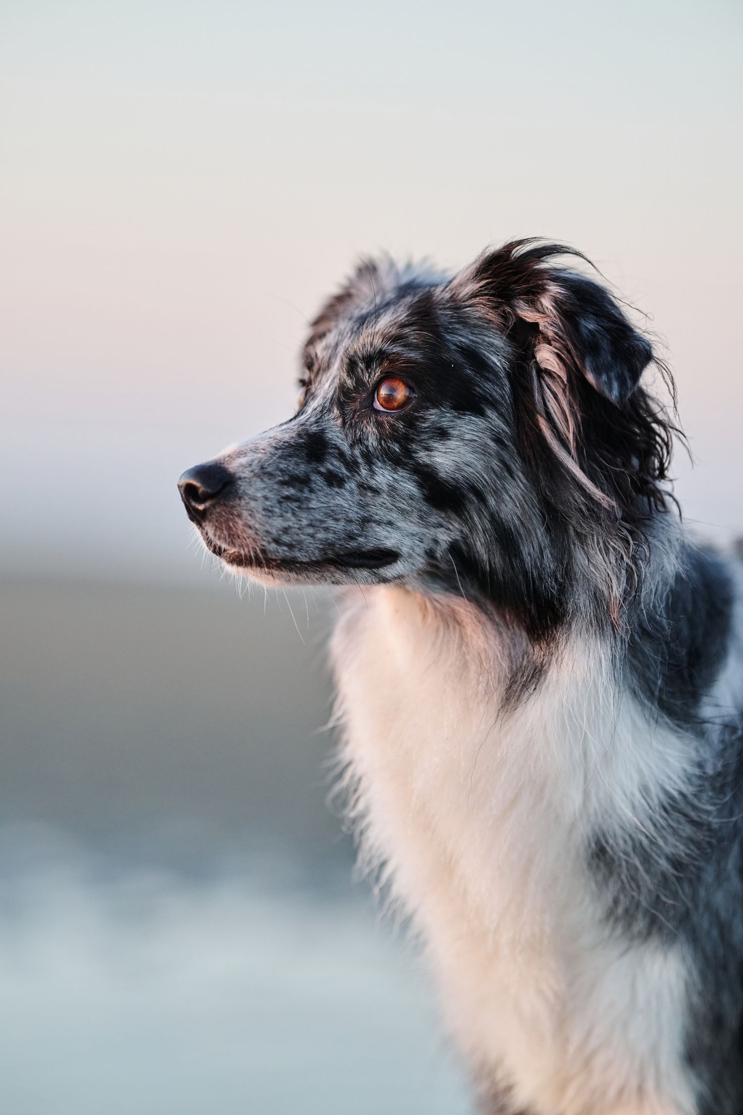 Portrait of a beautiful Australian Shepherd mix dog with black and white fur gazing intently against a soft blurred background.