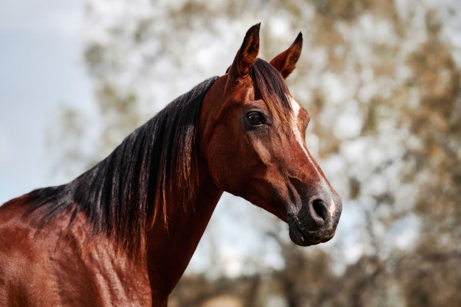 A majestic bay horse with black mane poses in profile against a soft blurred background.
