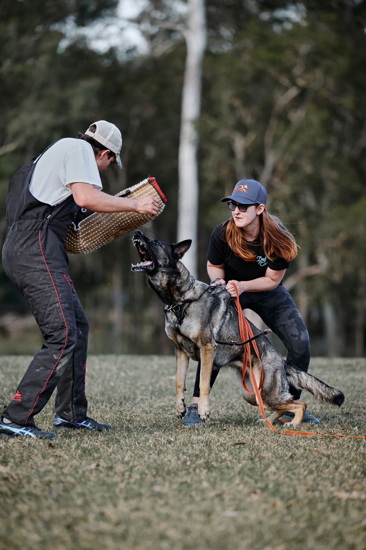 A sequence of photos shows a person training a dog in agility exercises on a grassy field.