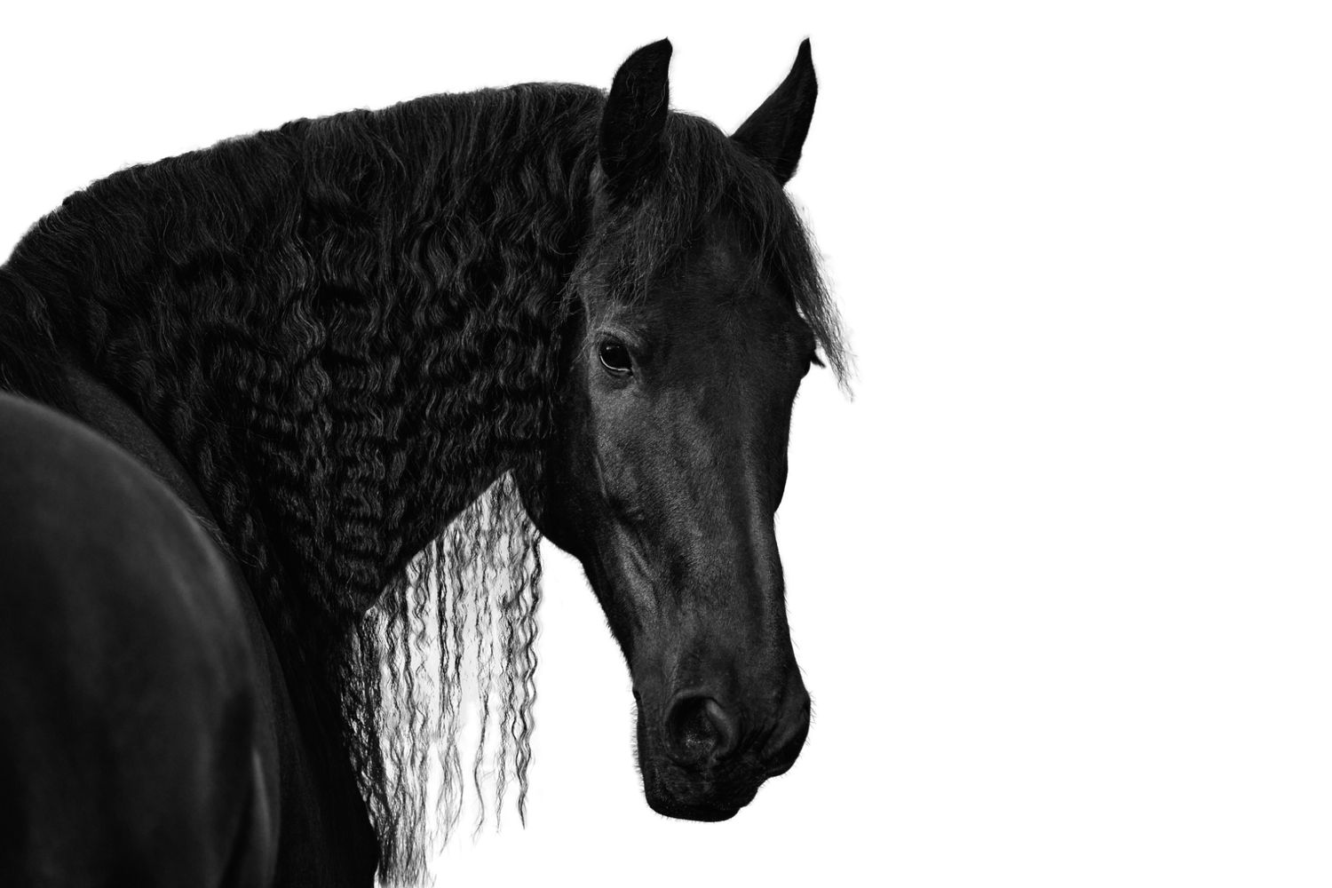 Black Friesian horse with flowing mane photographed in dramatic profile against dark background.