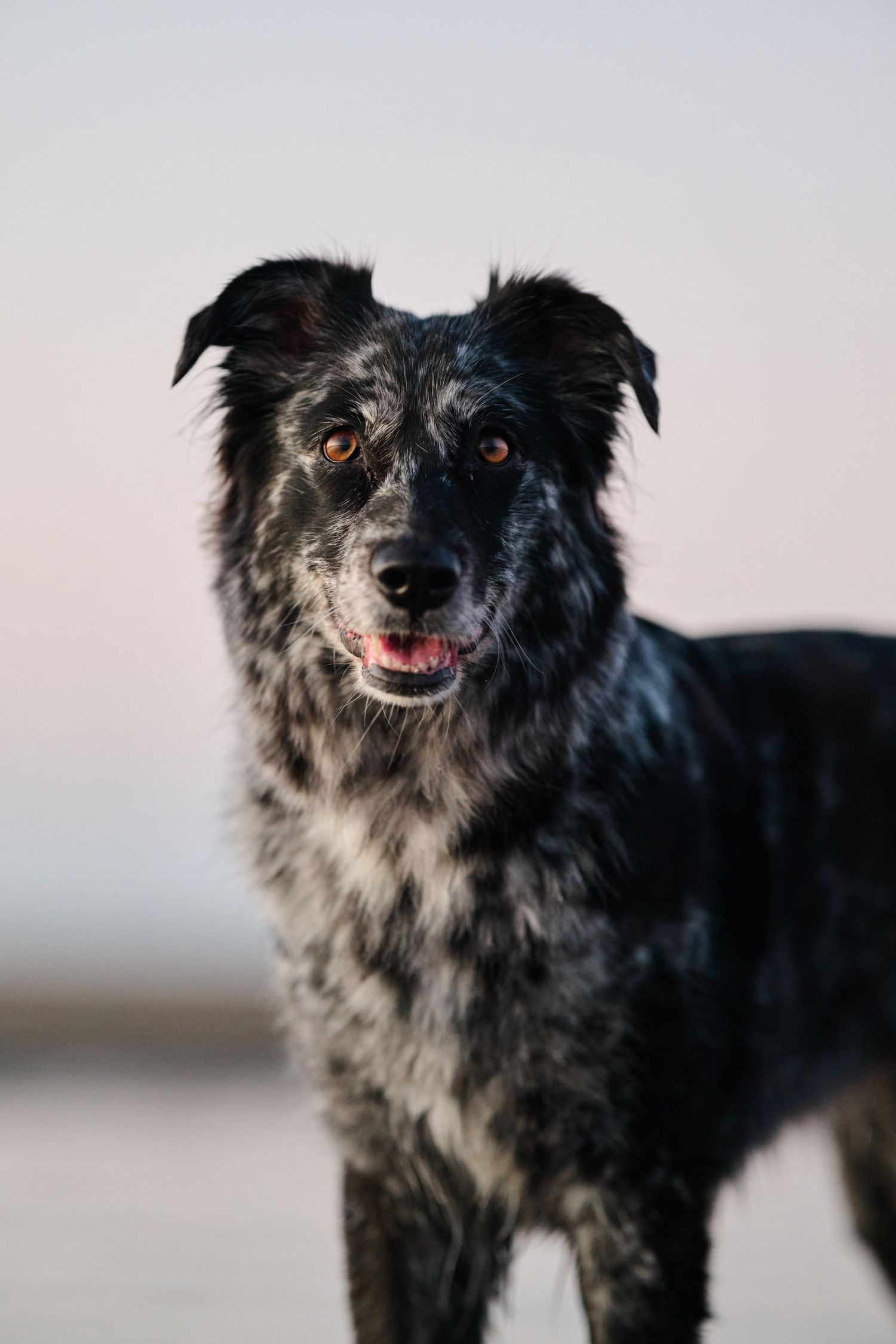 Close-up portrait of a black and white speckled Austrlian Shepherd dog in Brisbane Queensland..