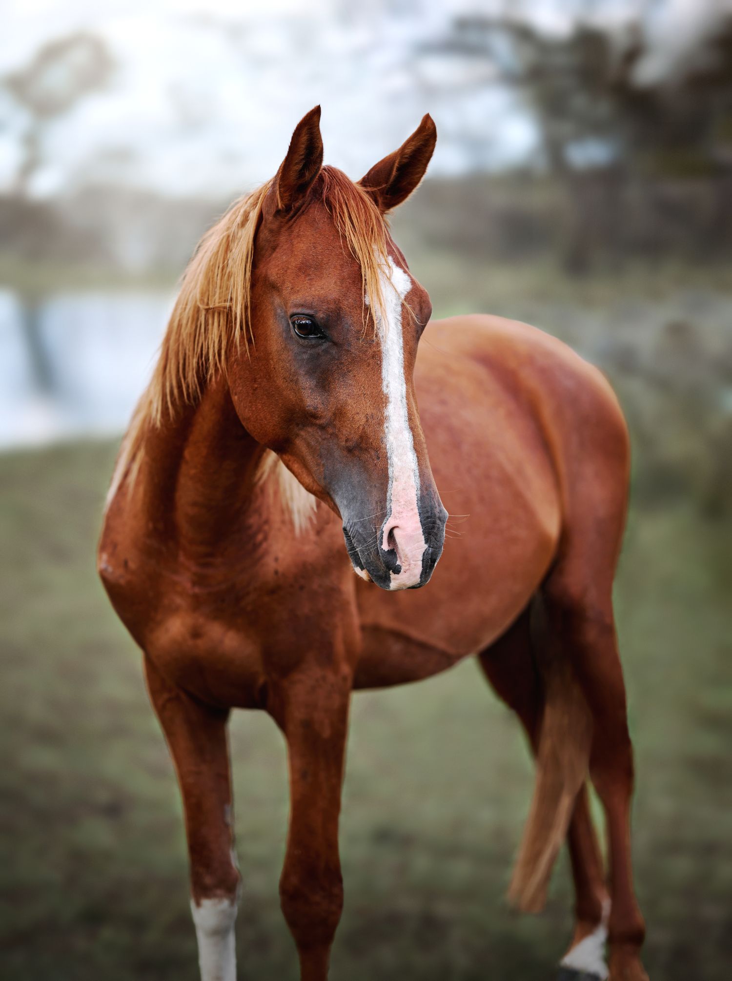 A chestnut horse with a white blaze stands in a misty field, showcasing its elegant profile and sleek coat.