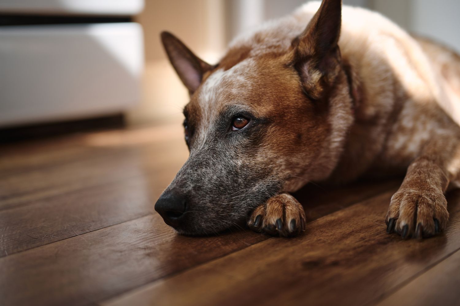 A red Australian Cattle dog lies with its head down on hardwood flooring in warm indoor lighting.