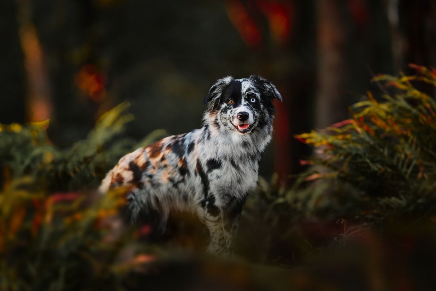 Australian shepherd dog with black and white coat sitting among autumn foliage in moody forest setting.
