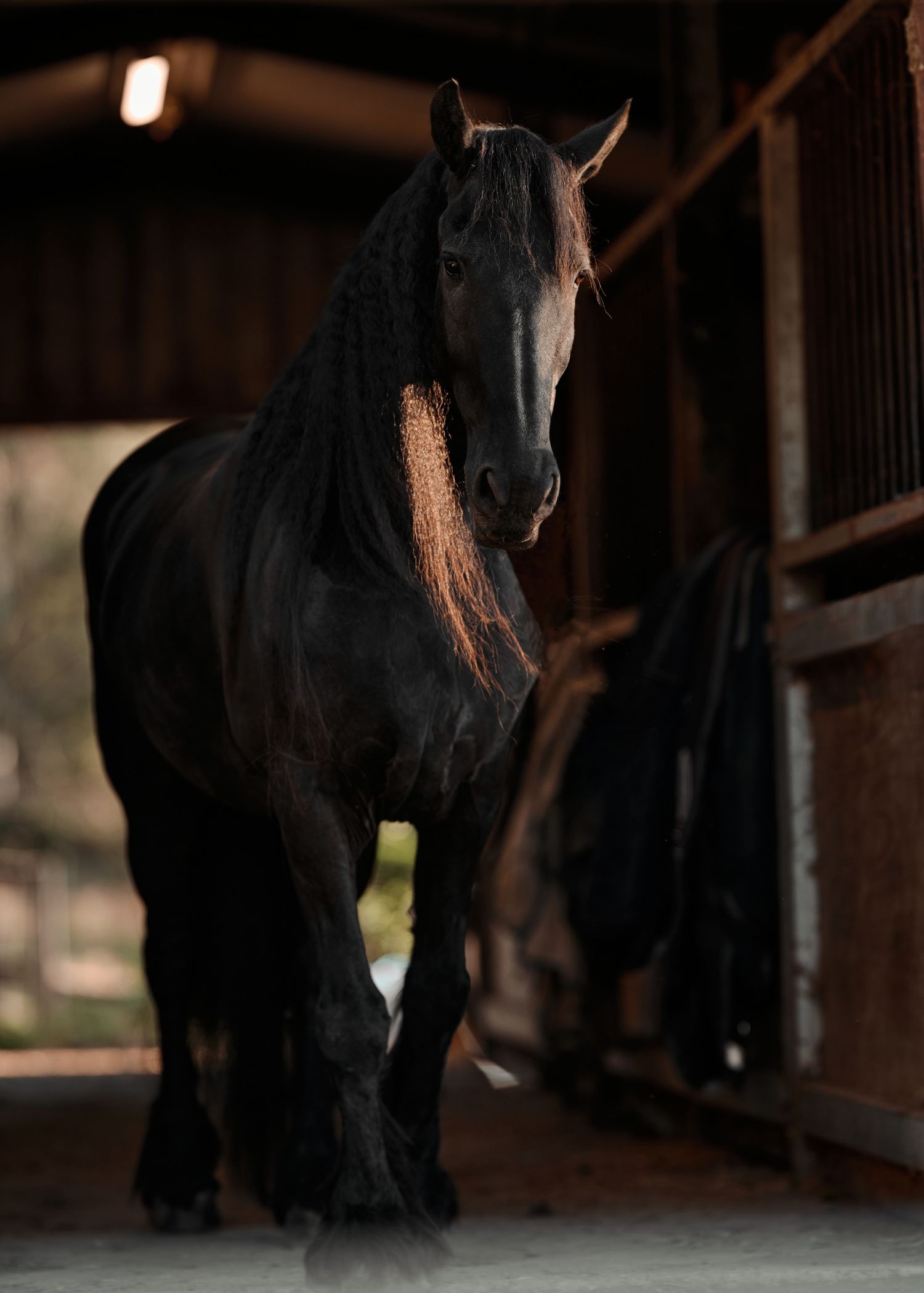 A black horse stands in a dimly lit wooden stable with warm lighting casting shadows on its dark silhouette.