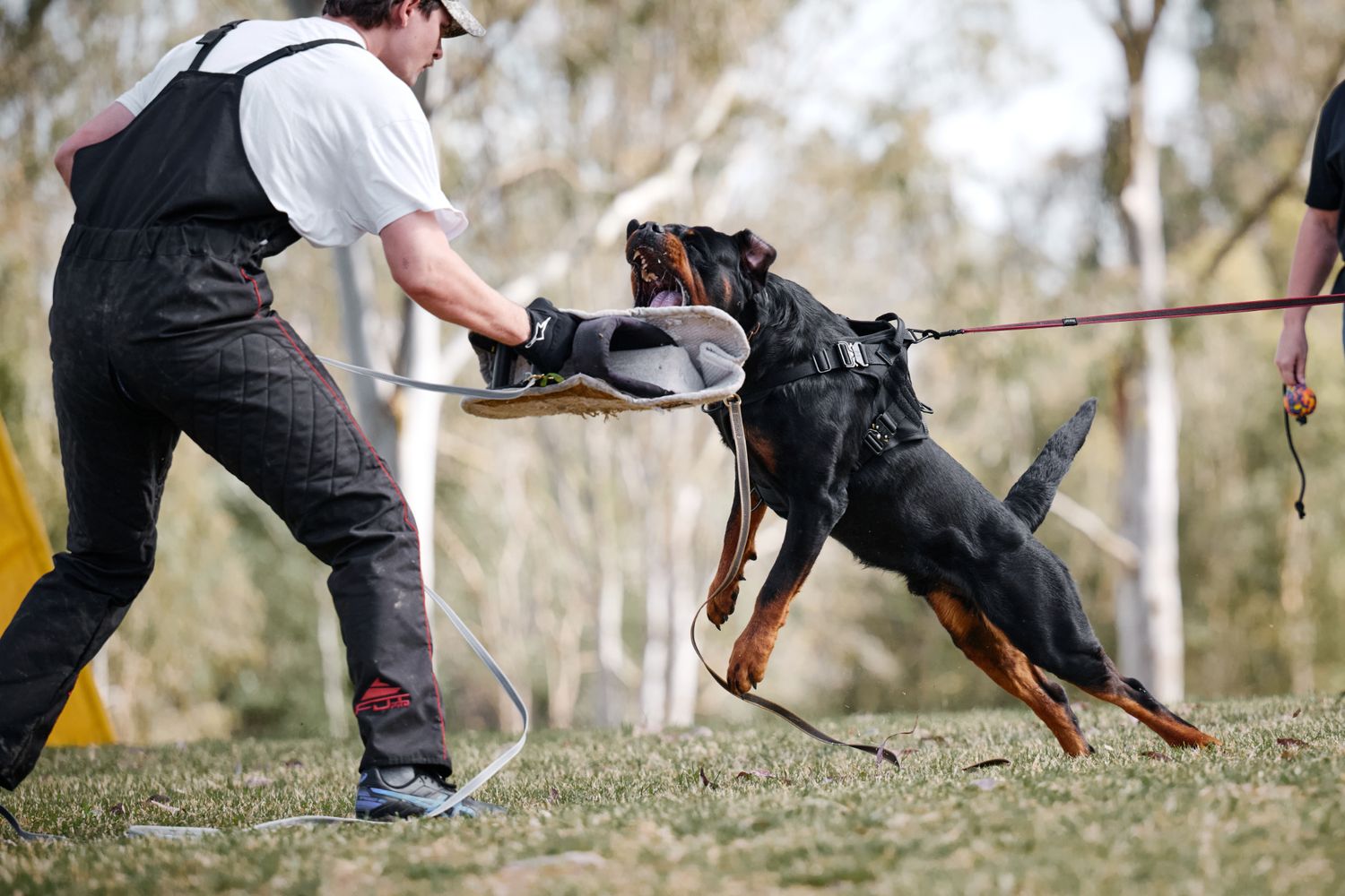 A Doberman dog jumps and runs through an outdoor agility course with its handler during training.