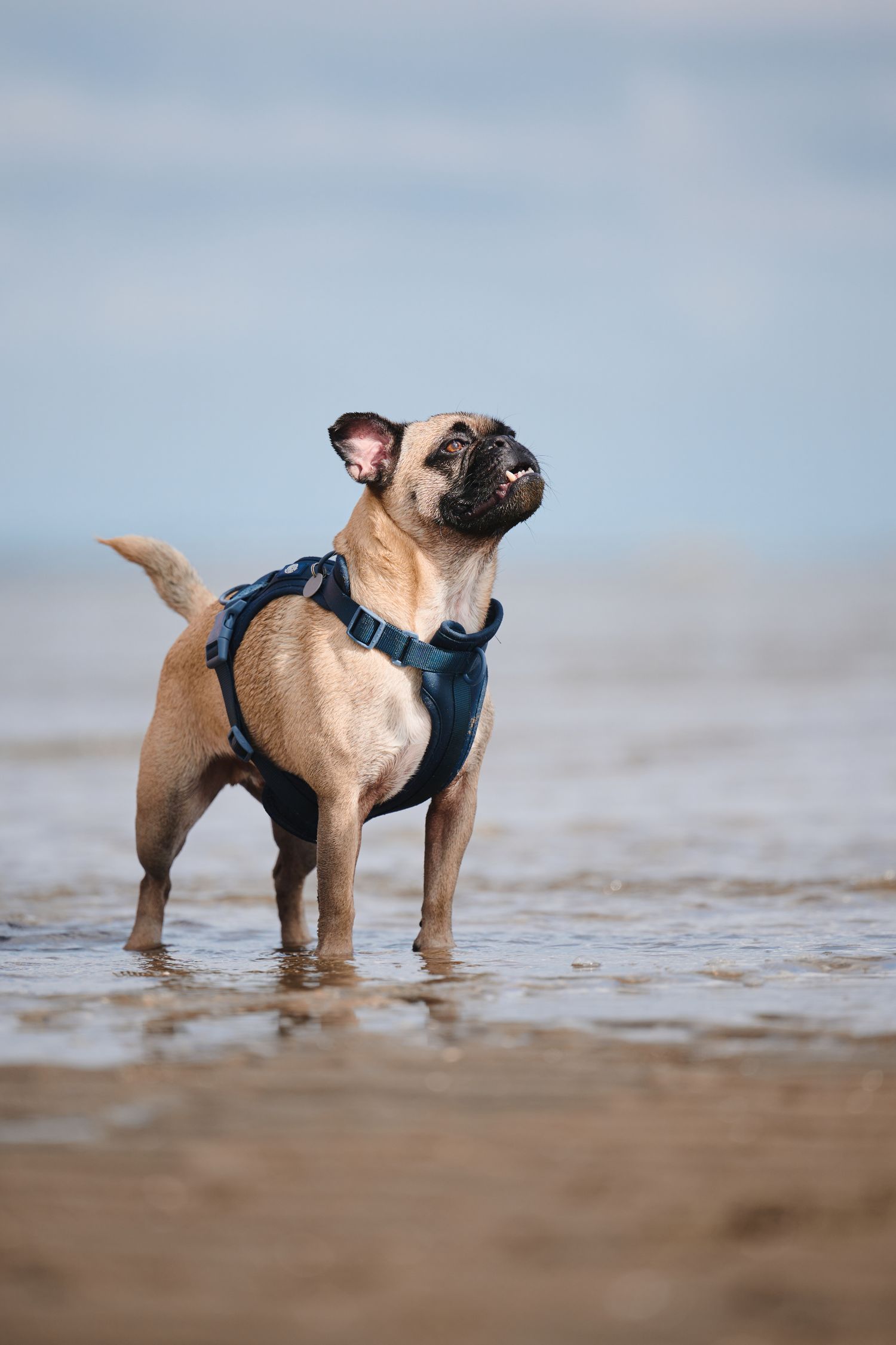 French Bulldog wearing blue harness standing in shallow beach water against blue sky backdrop.
