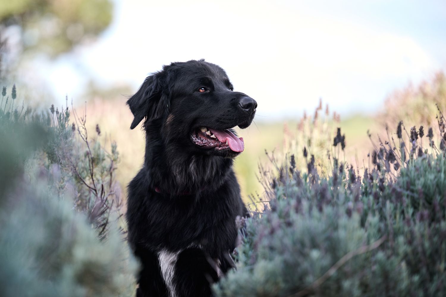 A black dog walks through tall purple wildflowers in a summer meadow enjoying nature outdoors.