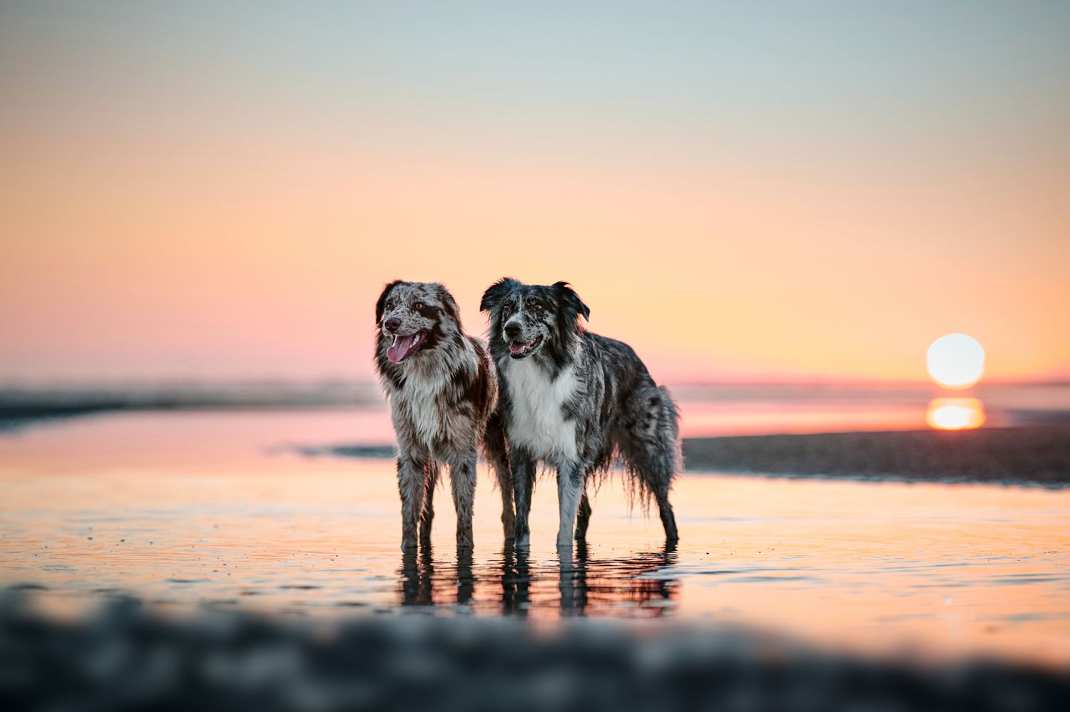 Two Australian Shepherds standing together on a beach at sunset with orange sky and sun reflecting on wet sand.