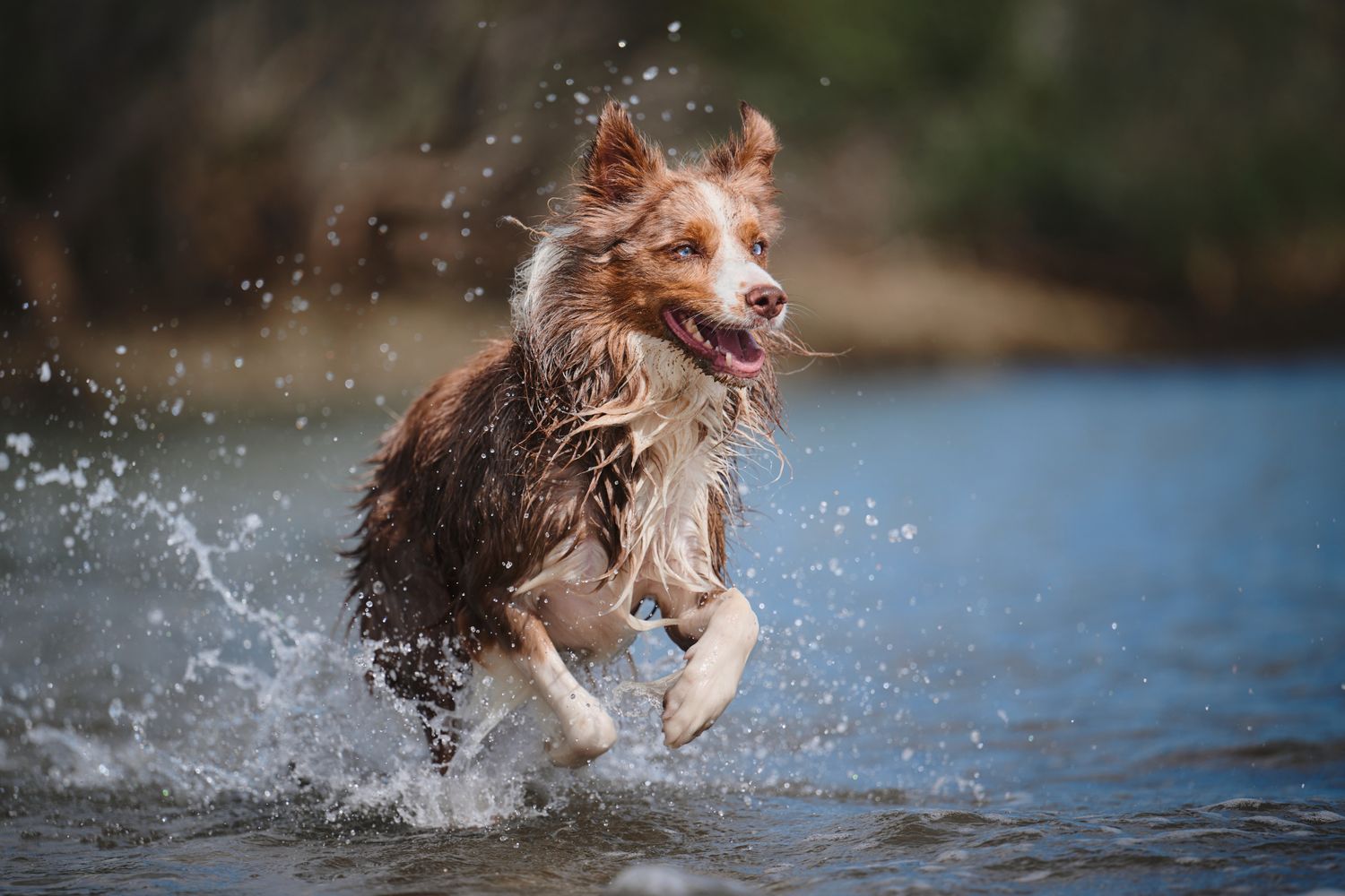 Australian shepherd dog running and splashing through water with joyful expression and brown fur.