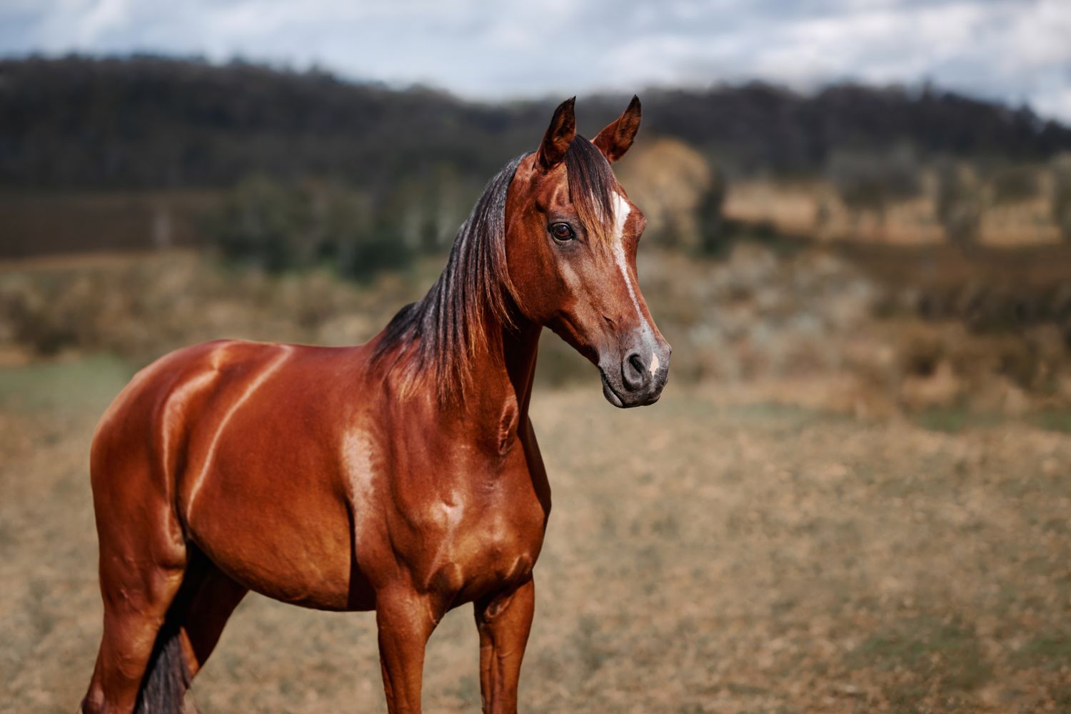 A majestic chestnut horse stands alert in a rural landscape with rolling hills and cloudy skies in the background.