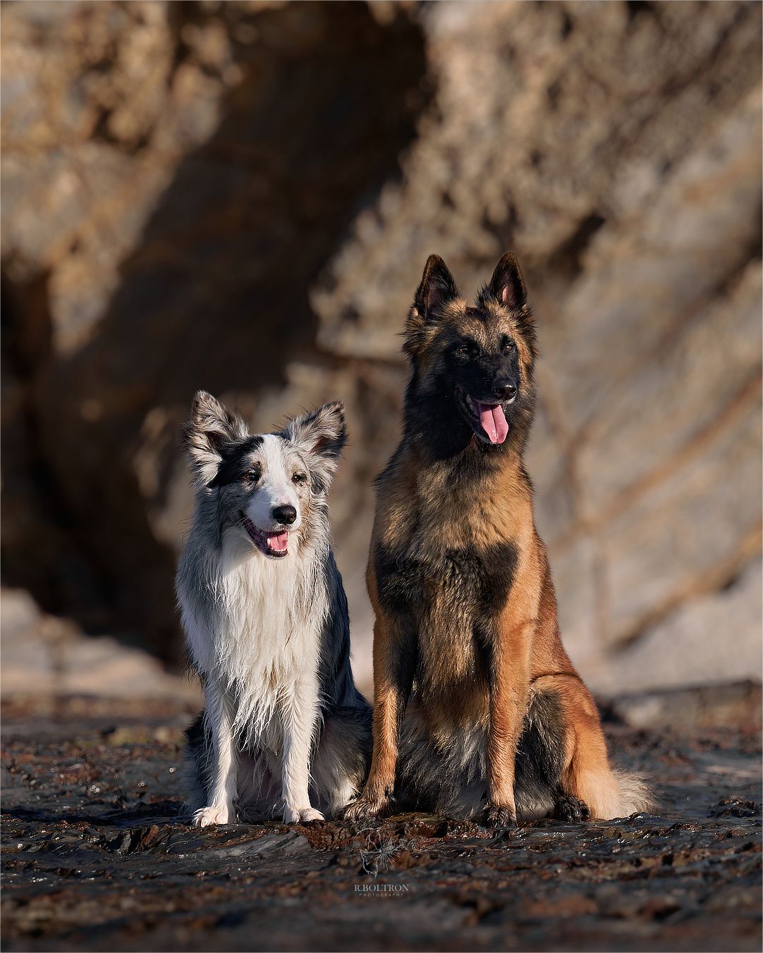 Two dogs, a blue merle Border Collie and a German Shepherd, sit side by side outdoors with tongues out.