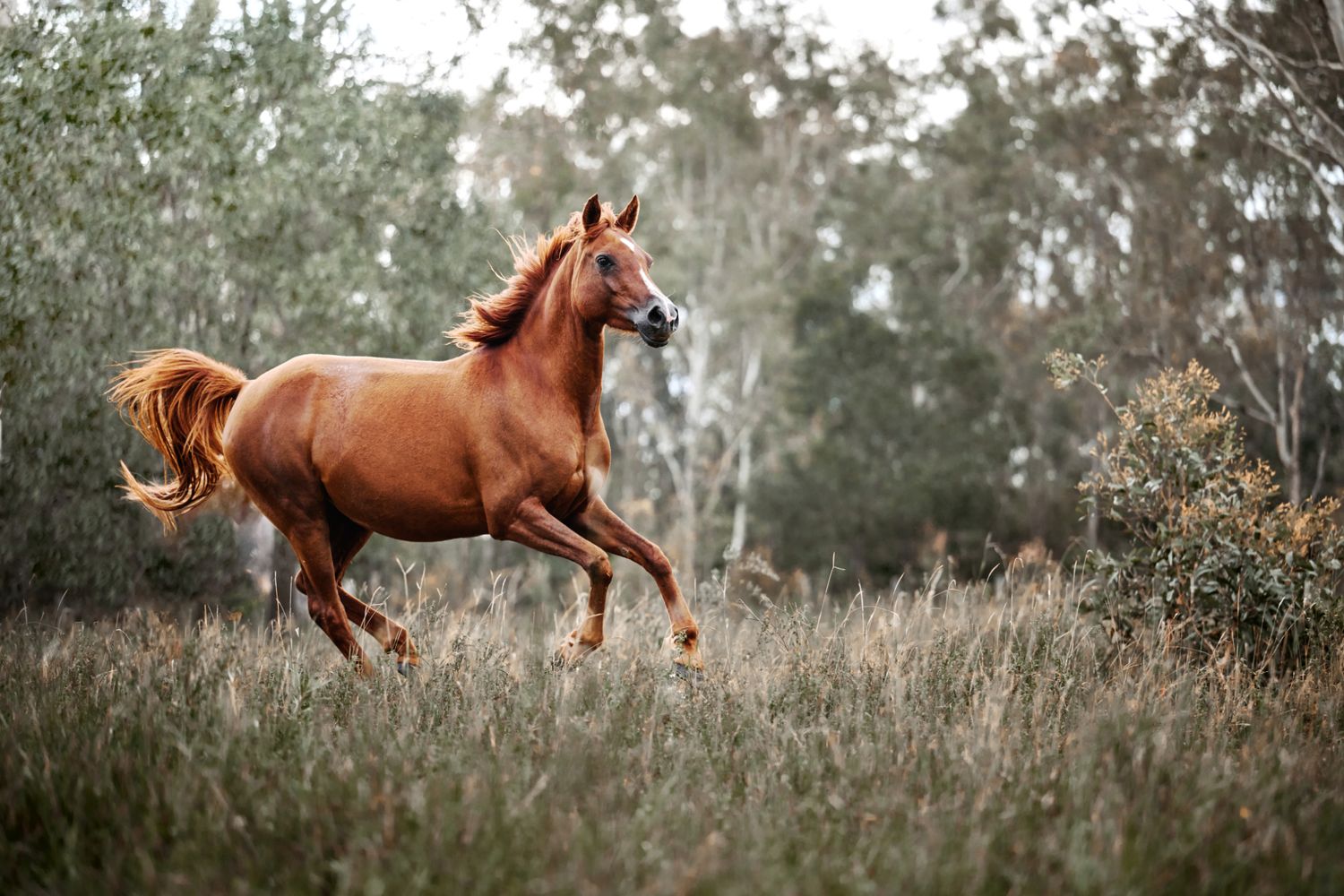 Chestnut horse galloping gracefully through a misty meadow at twilight with tail flowing in the breeze.