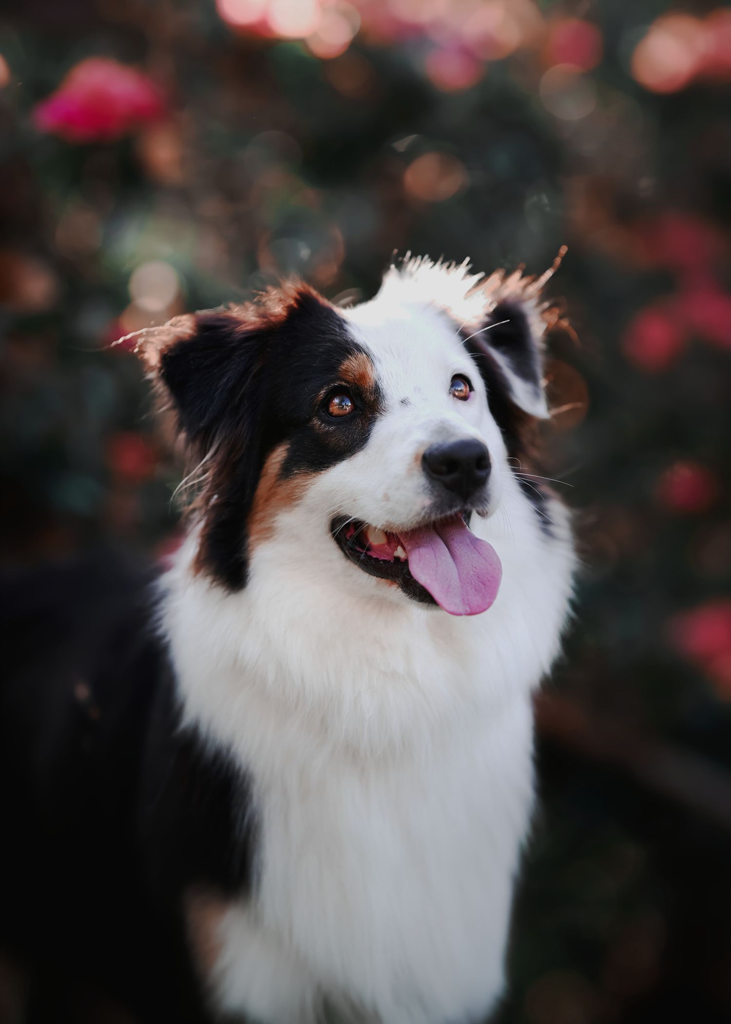 A happy Australian Shepherd dog with black and white fur smiles at the camera against a blurred pink floral background.