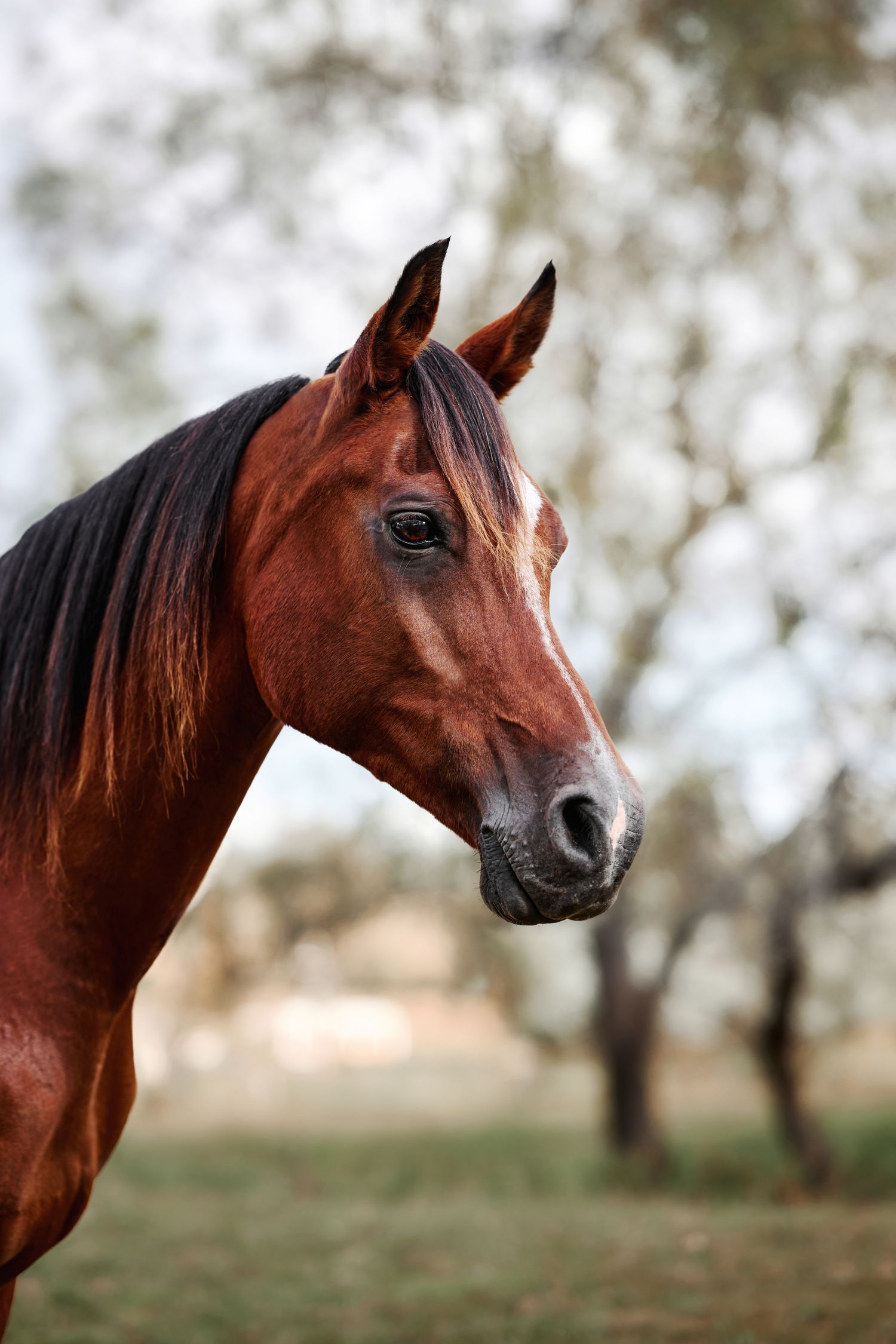 A majestic bay horse with dark mane stands in profile against a blurred natural background.