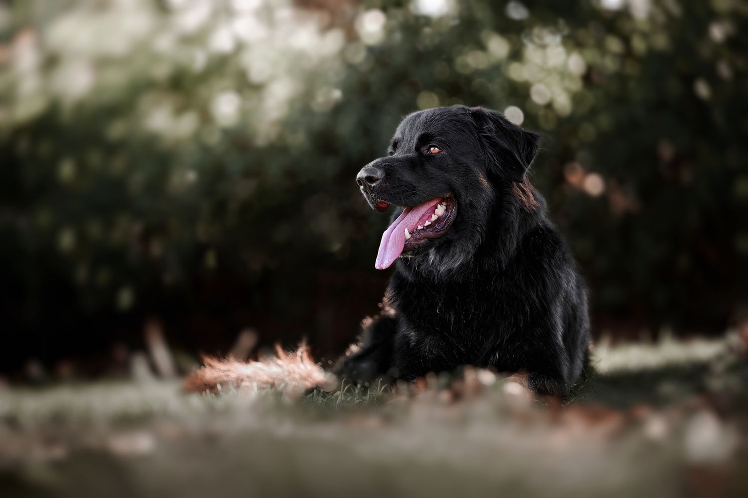 Black German Shepherd with tongue out photographed outdoors with soft depth of field and bokeh background. Brisbane Queensland.