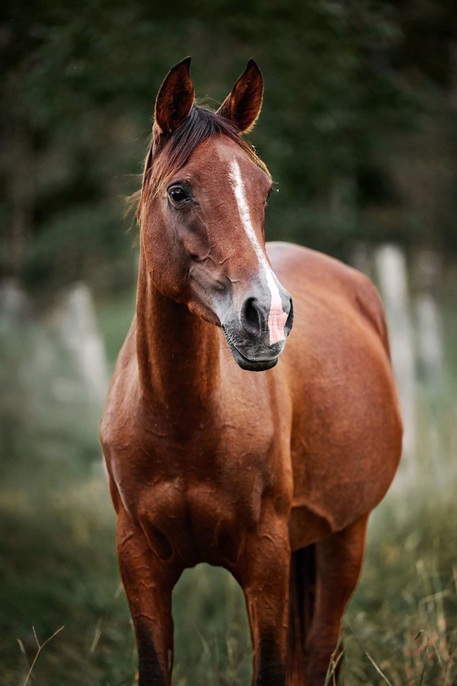 A majestic brown horse stands in a natural setting with a blurred background showing different poses and angles.