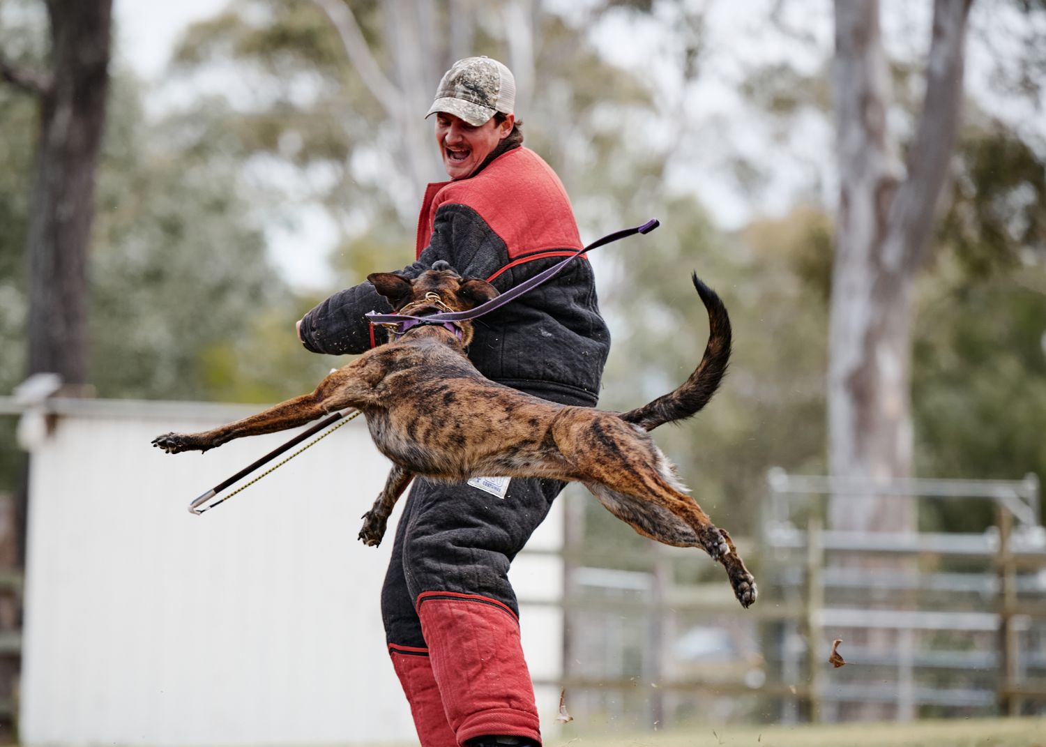 A police K9 dog leaps onto a training assistant wearing protective gear during an outdoor training exercise.