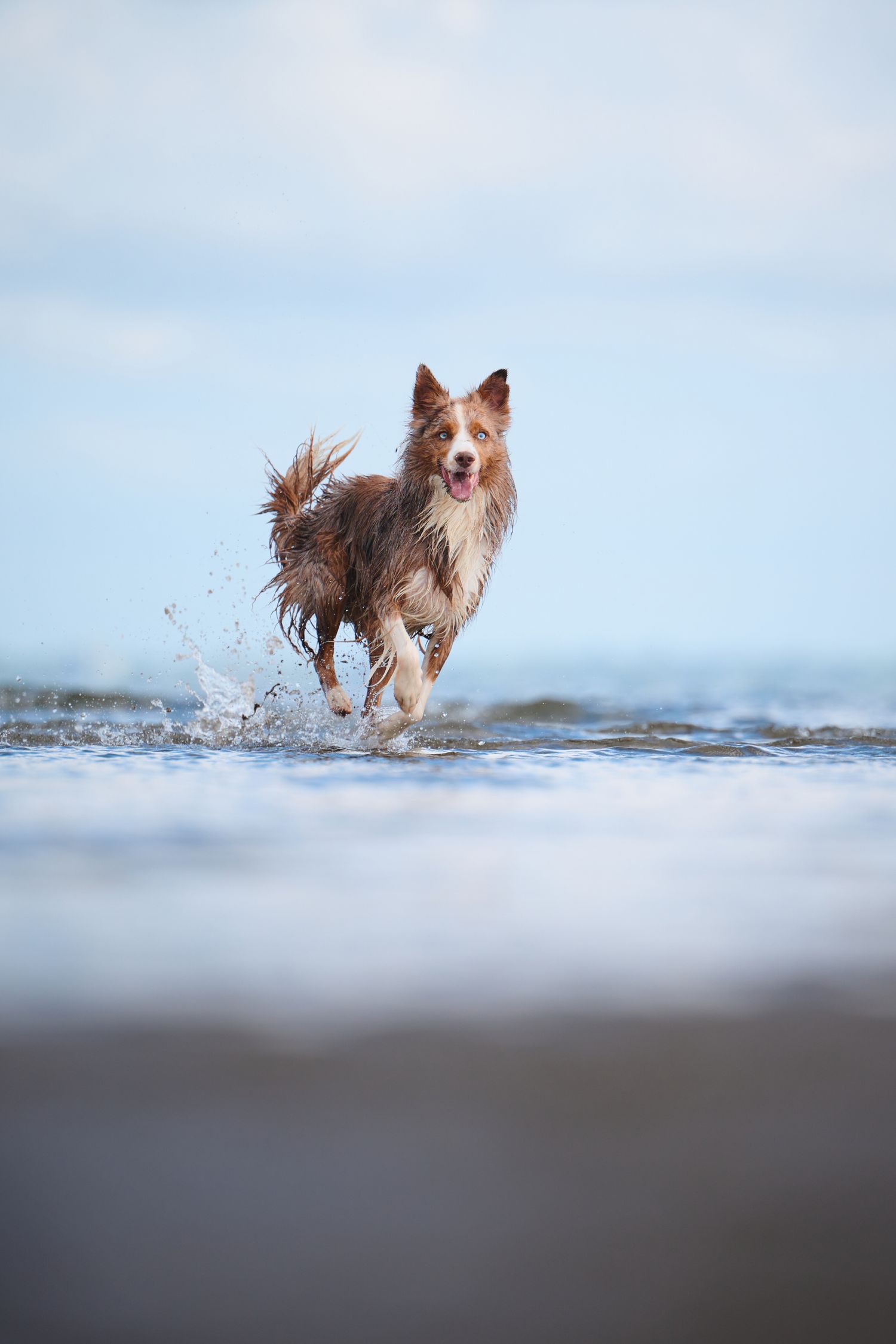 Border collie dog running and splashing through shallow water on a beach beneath a light blue sky.