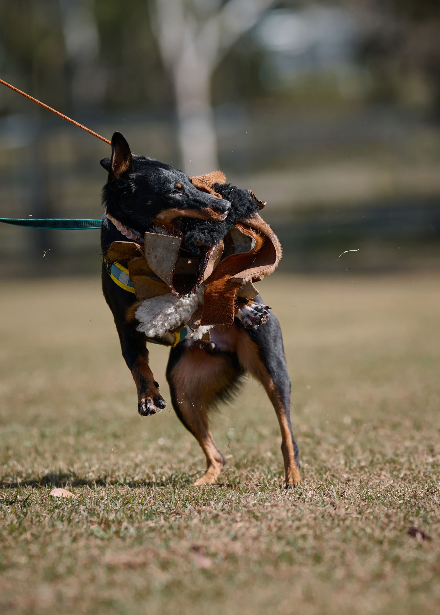 A miniature pinscher dog leaps and twists in mid-air while playing with a rope toy outdoors.