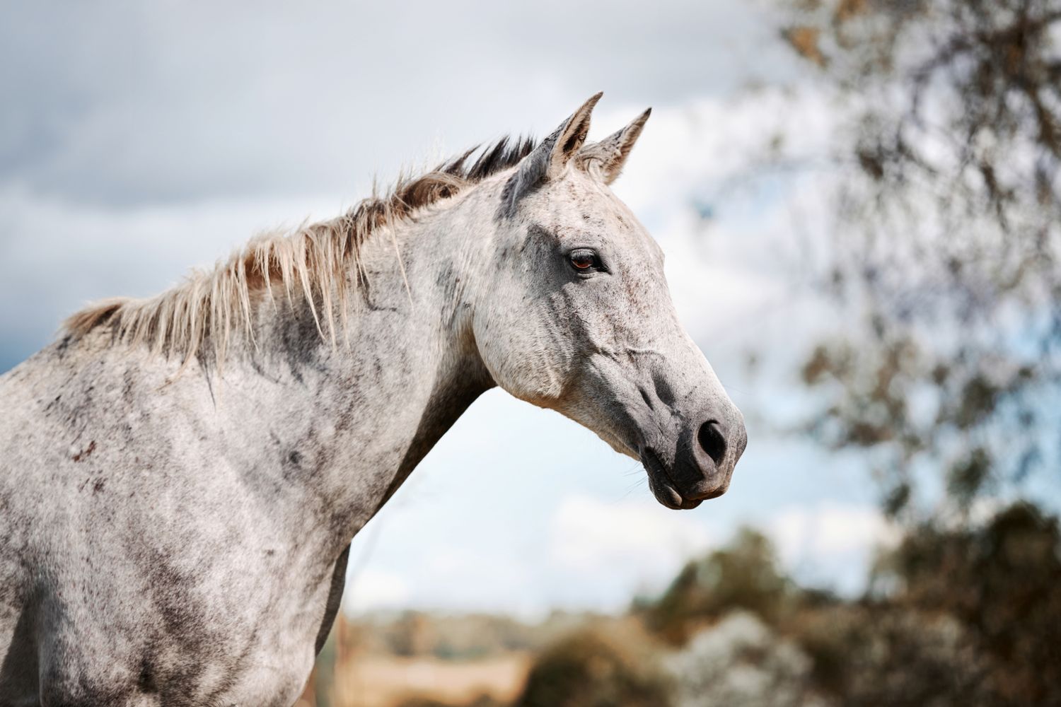 A dappled gray horse with long mane stands in profile view against a blurred natural background.