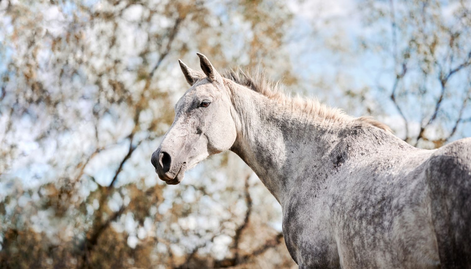 Side profile of a grey horse with a long mane against a blurred autumn background.