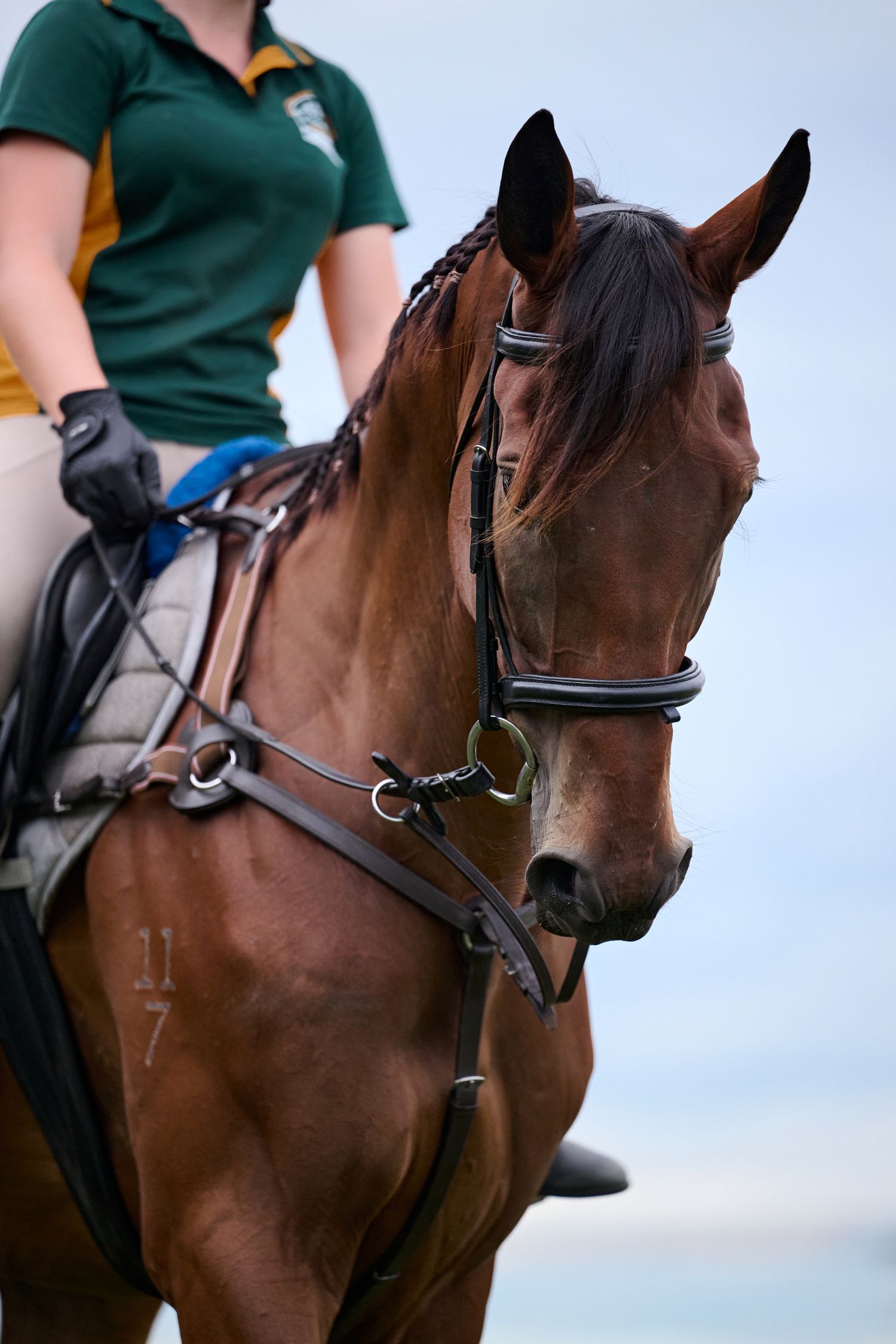 A close-up view of a saddled bay horse wearing bridle and reins against a soft blue sky background.