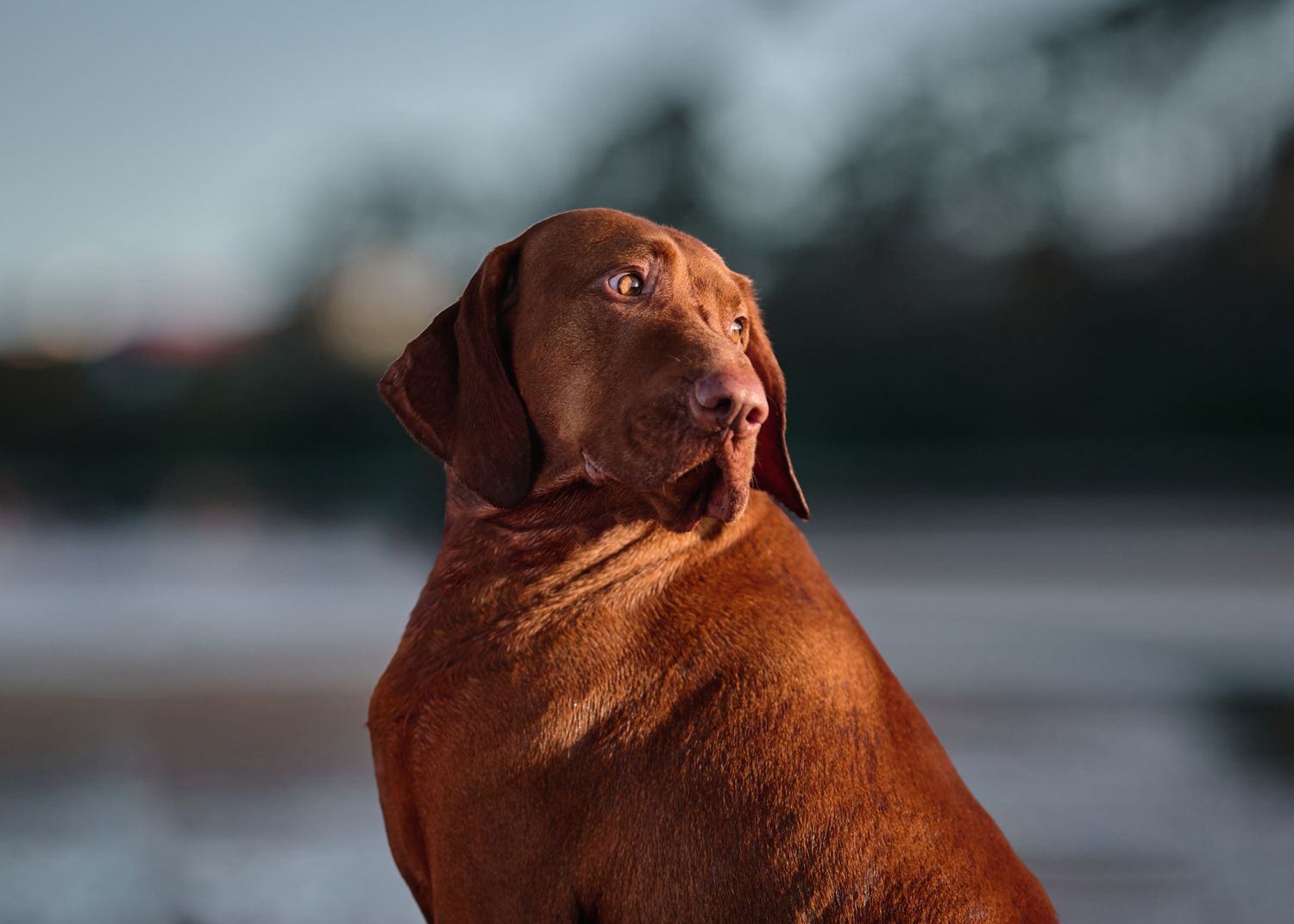 A regal brown Vizsla dog looking back over its shoulder in soft evening light in Brisbane Queensland.