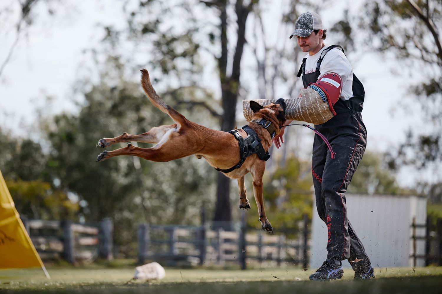 A brown dog leaps high into the air to catch a ball during an outdoor agility training session.