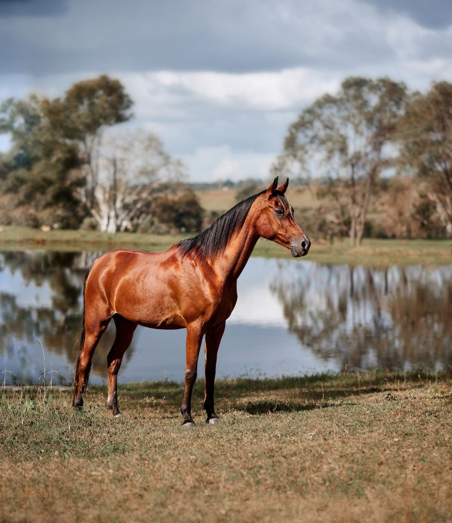 A majestic bay horse stands alertly beside a tranquil pond, framed by autumn trees and cloudy skies in the background.