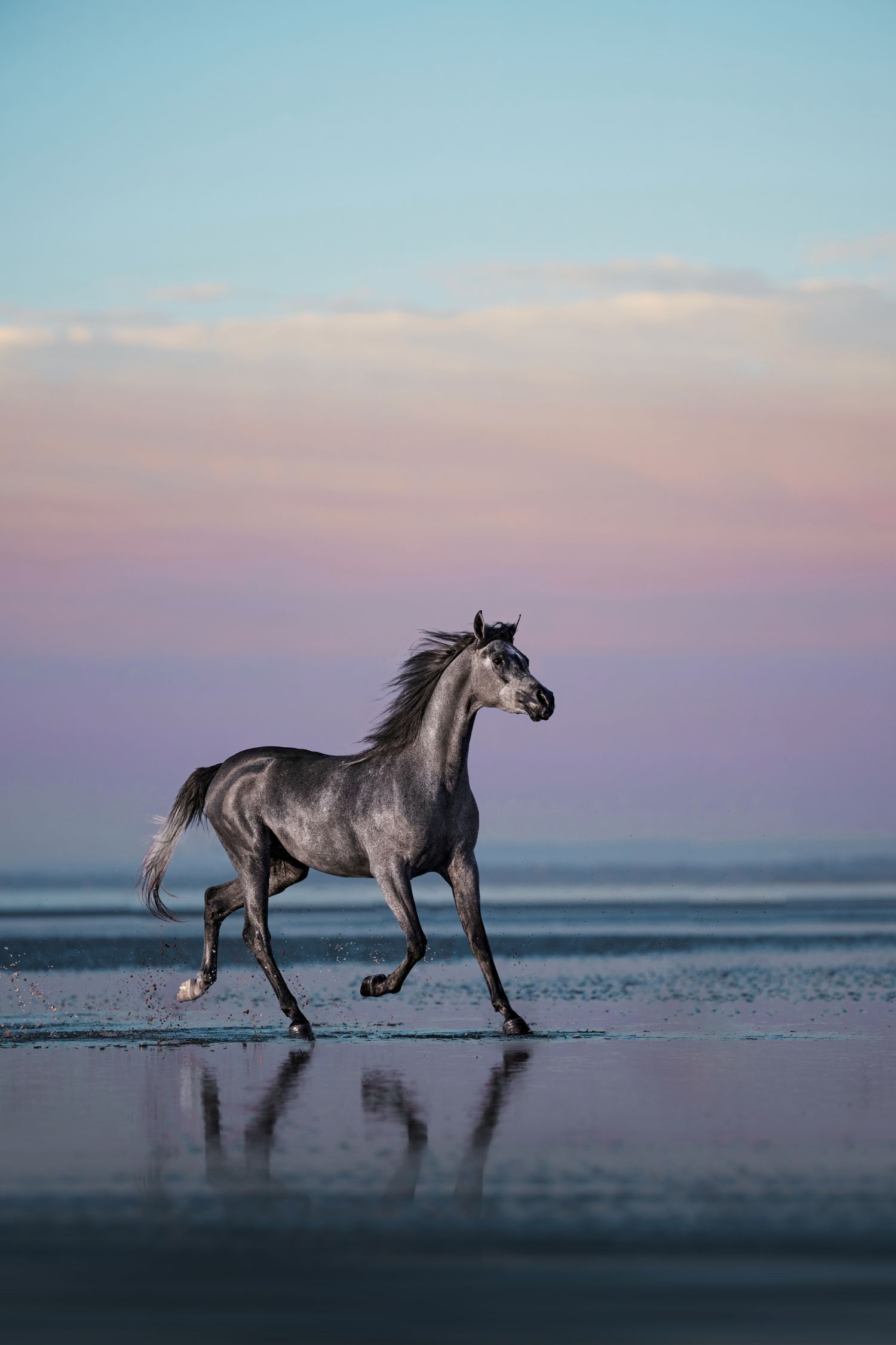 A white horse gallops gracefully across a wet beach at sunset with reflections mirrored in the shallow water.