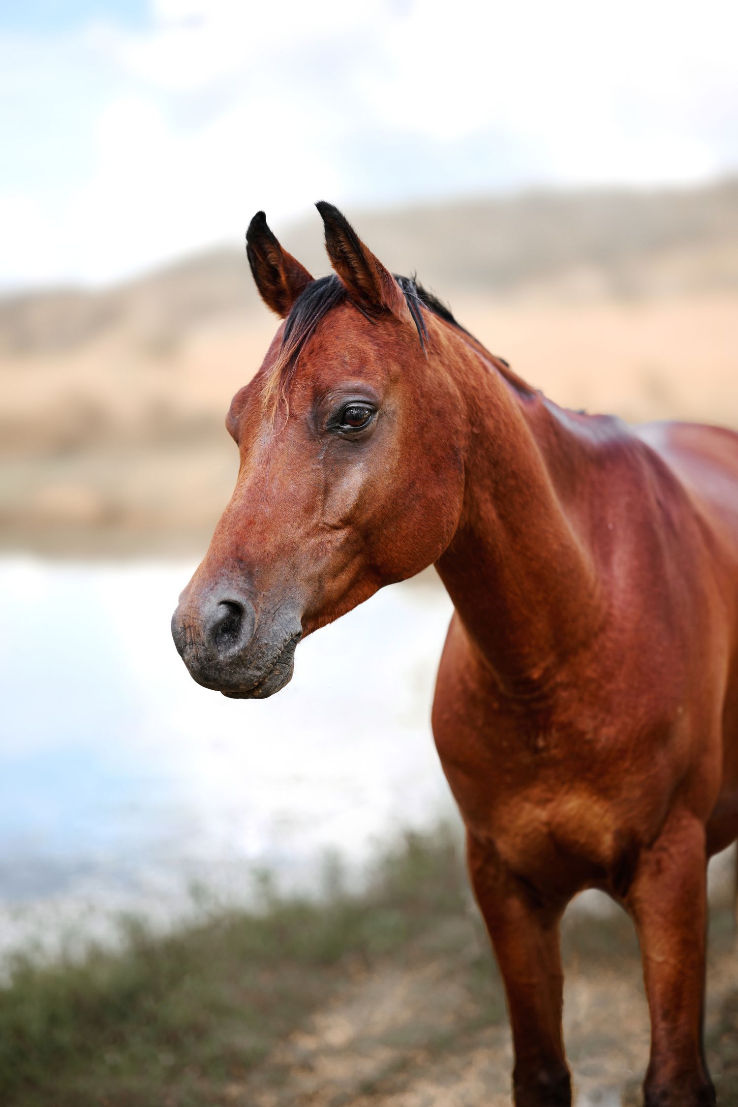 A majestic chestnut horse stands near a tranquil lake with hills in the blurred background.