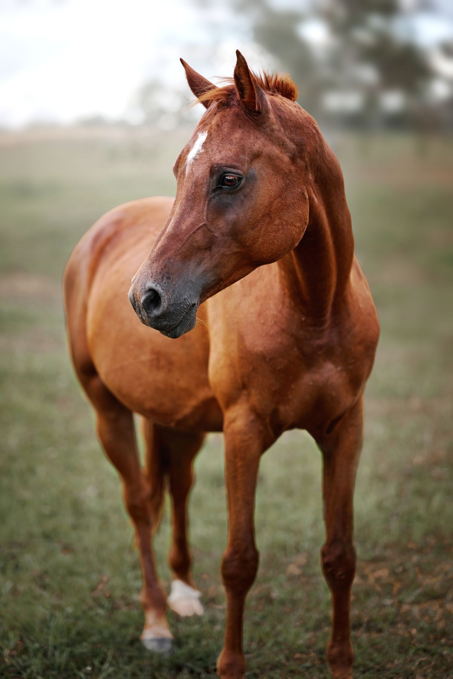 A majestic chestnut horse standing alert in a misty field with soft lighting highlighting its muscular form and elegant profile.