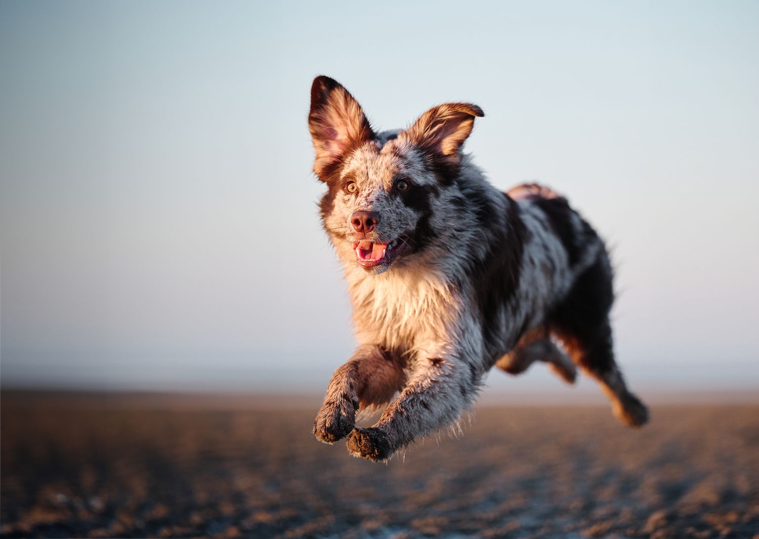 A fluffy brown and gray dog leaps joyfully through the air against a soft sunset sky background.