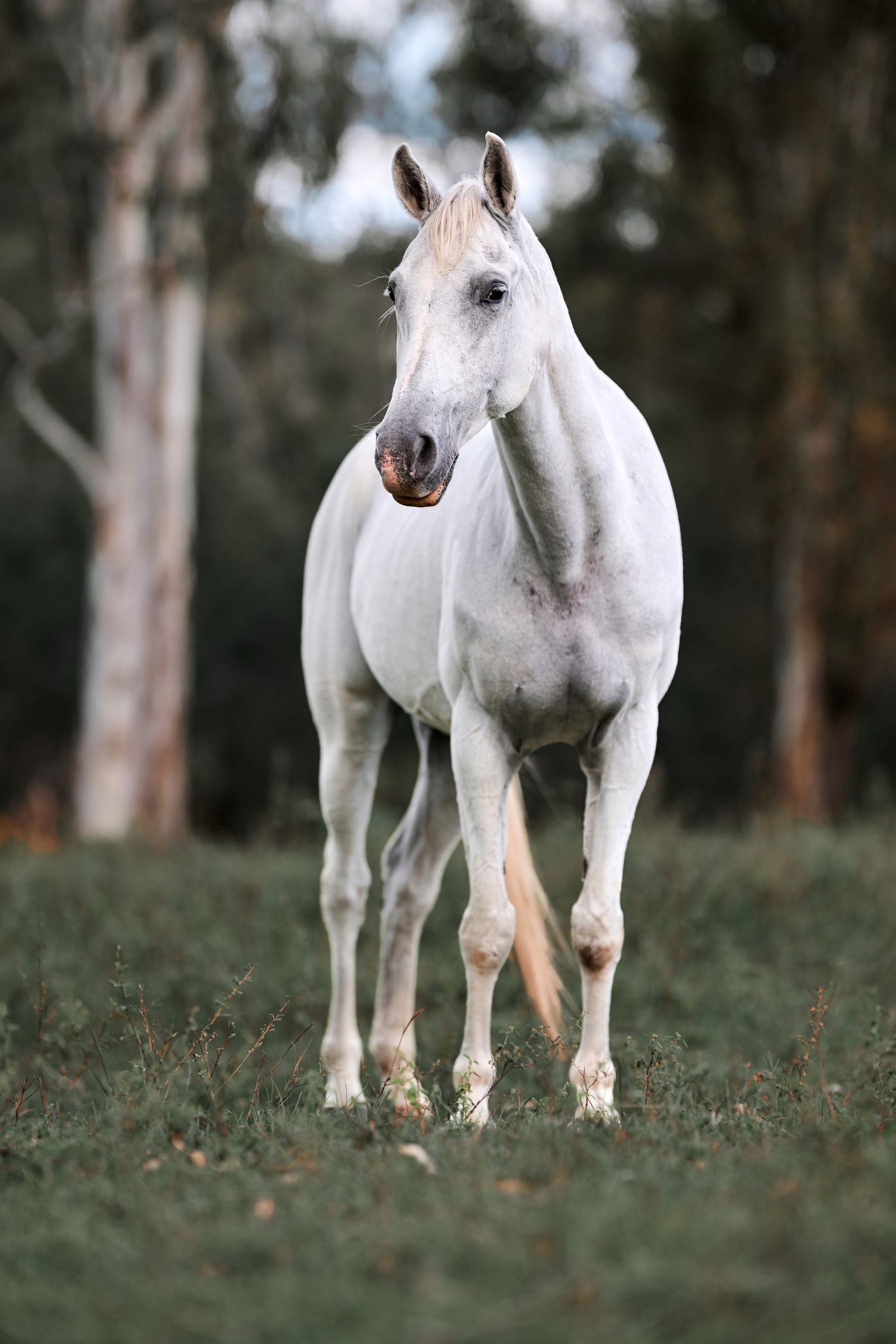 White horse stands gracefully in a forest setting, showcasing its elegant profile against eucalyptus trees in the background.