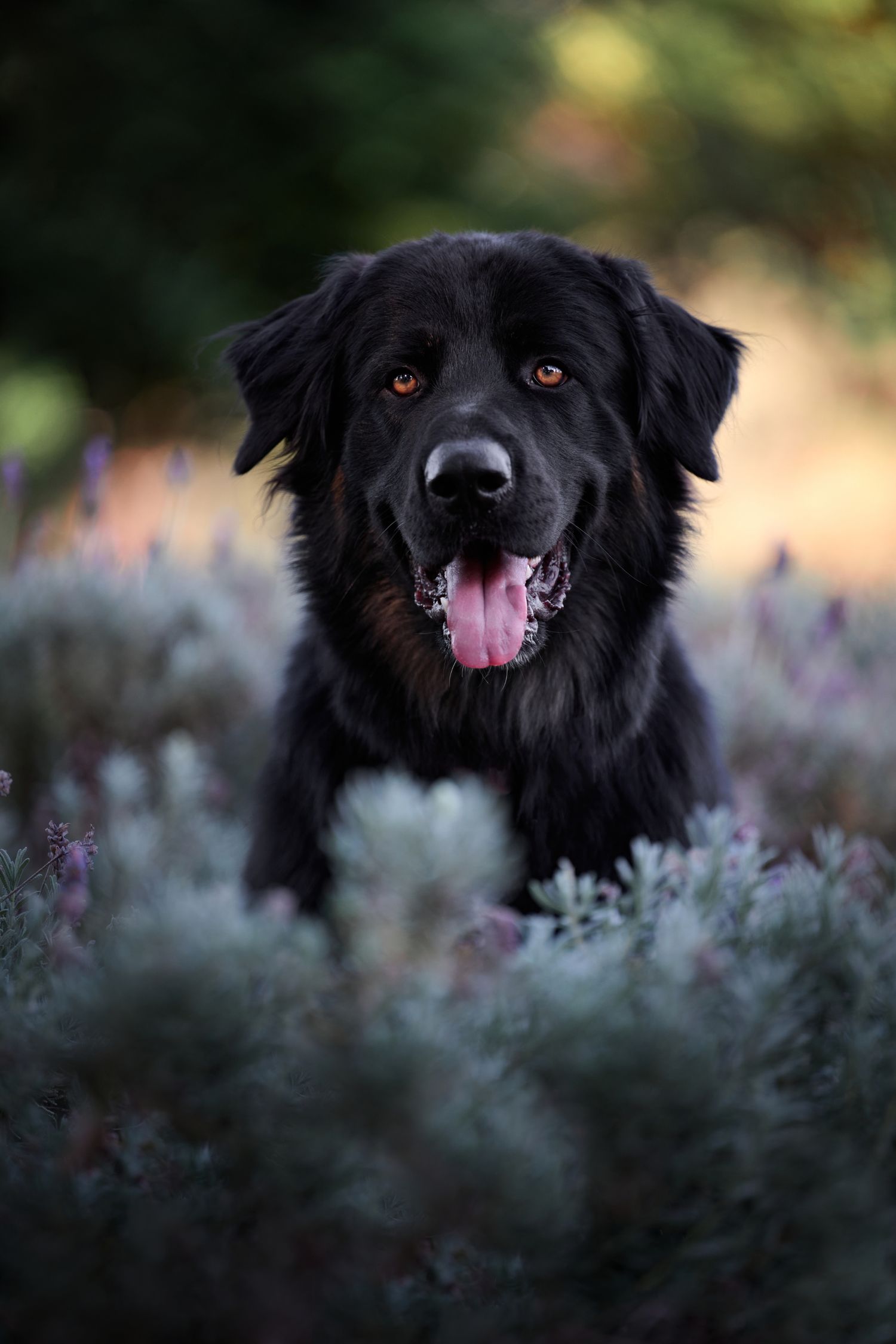 A happy black German Shepherd dog with amber eyes smiles while sitting among purple lavender flowers in soft lighting.