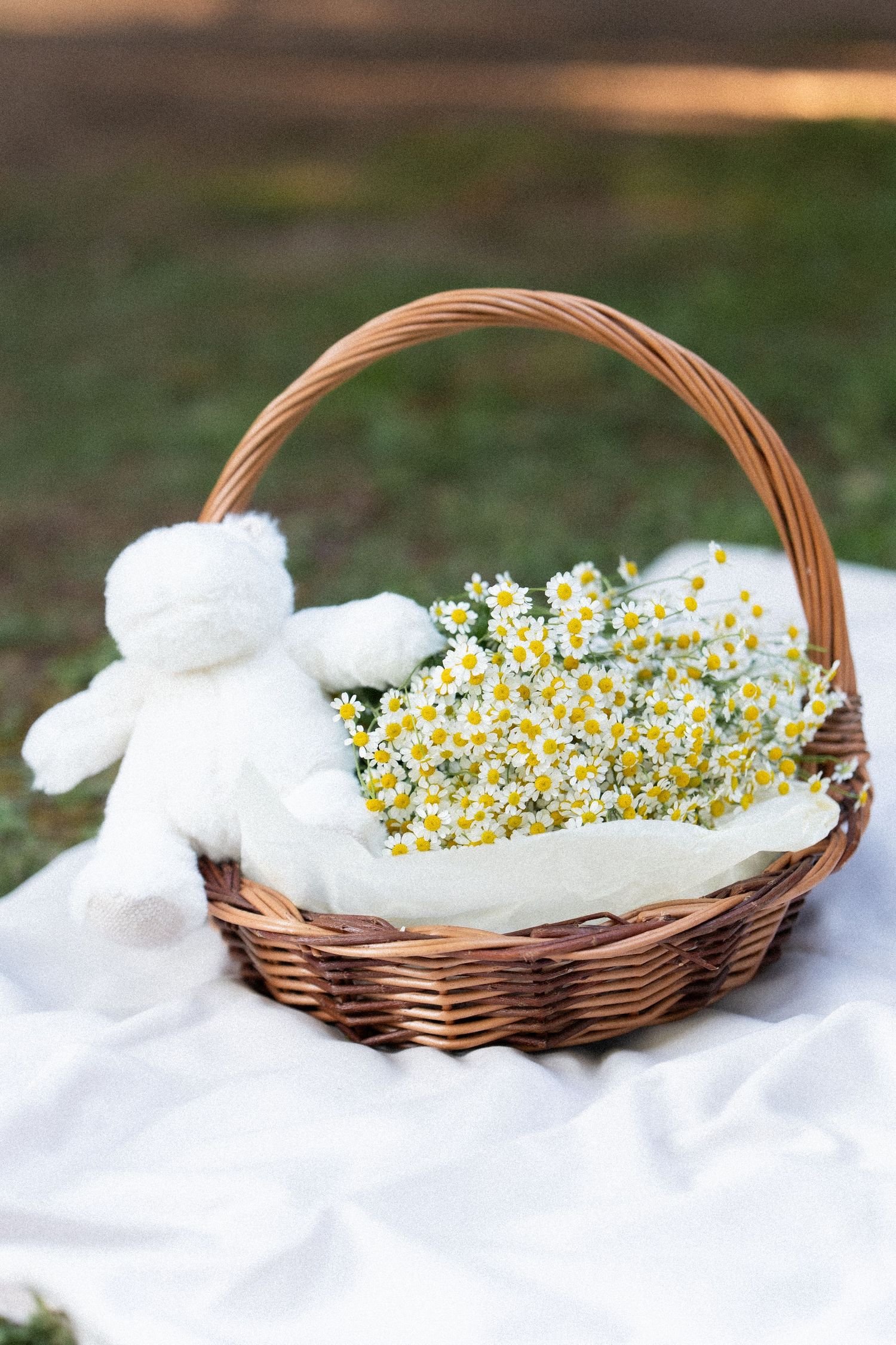 A wicker basket filled with delicate white and yellow chamomile flowers rests on soft white fabric in a garden setting.