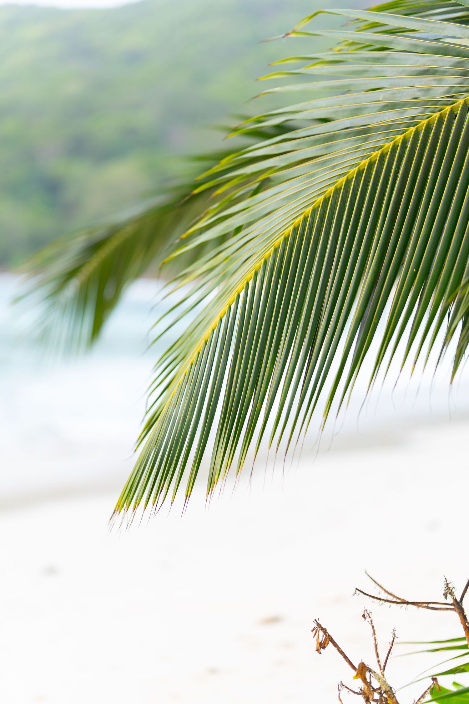 Palm frond detail against blurred tropical beach background.