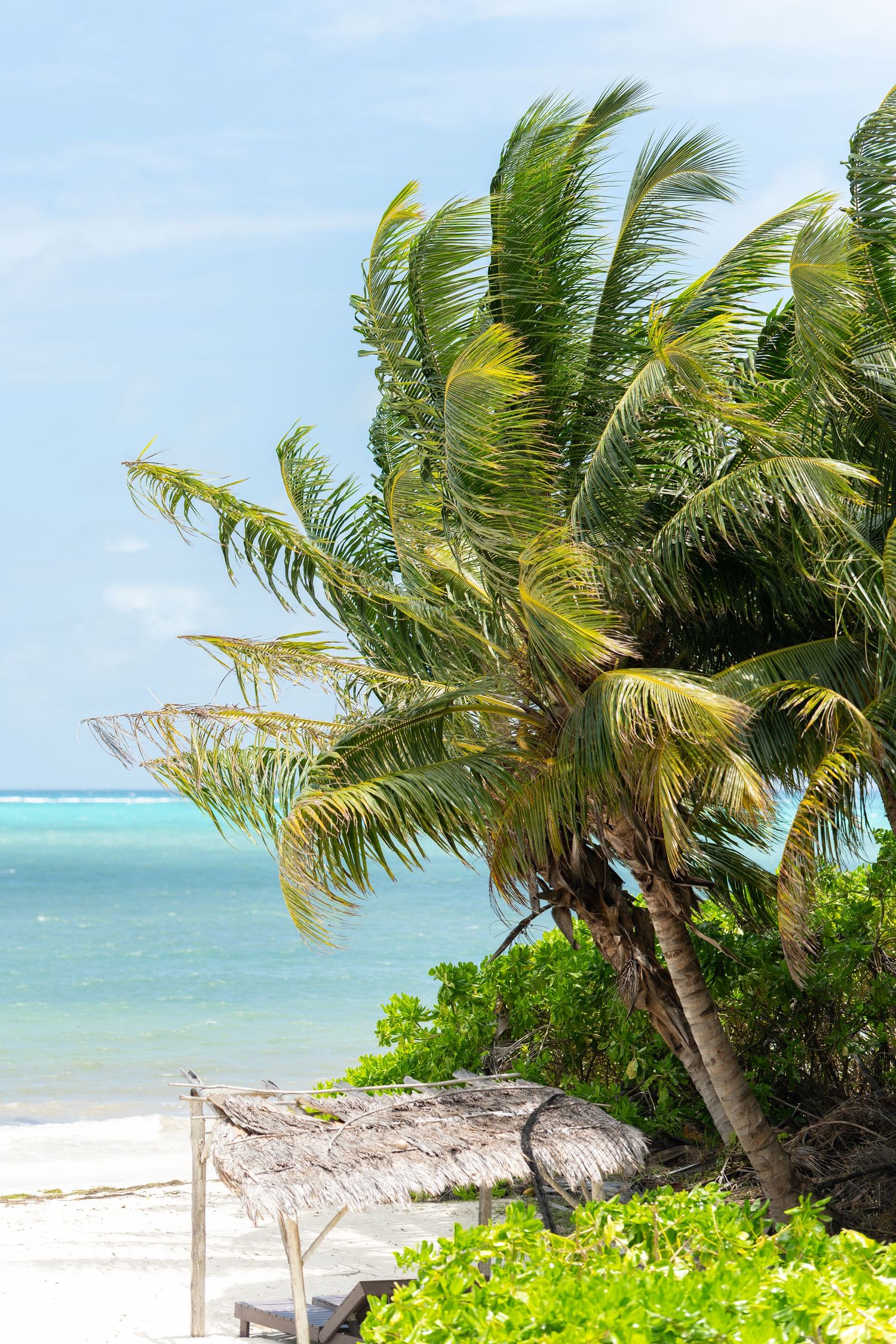 Palm trees swaying in the breeze against turquoise ocean waters on a tropical beach.