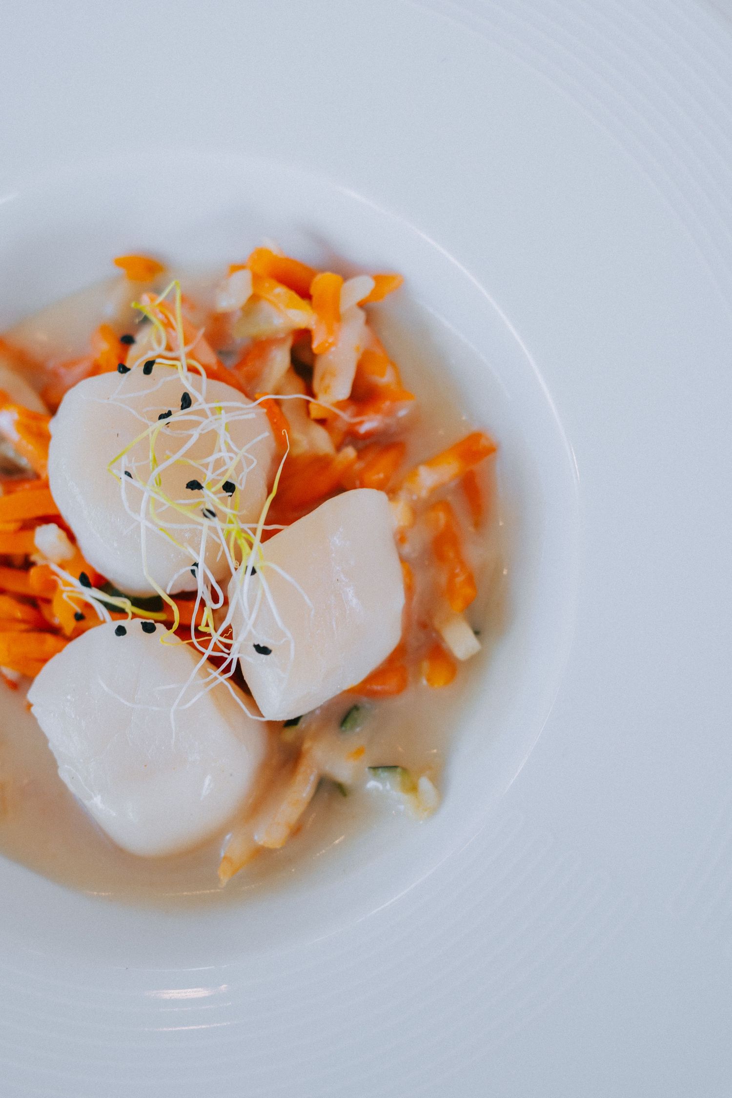 White scallops served with julienned carrots and sprouts on a white plate in an elegant presentation.
