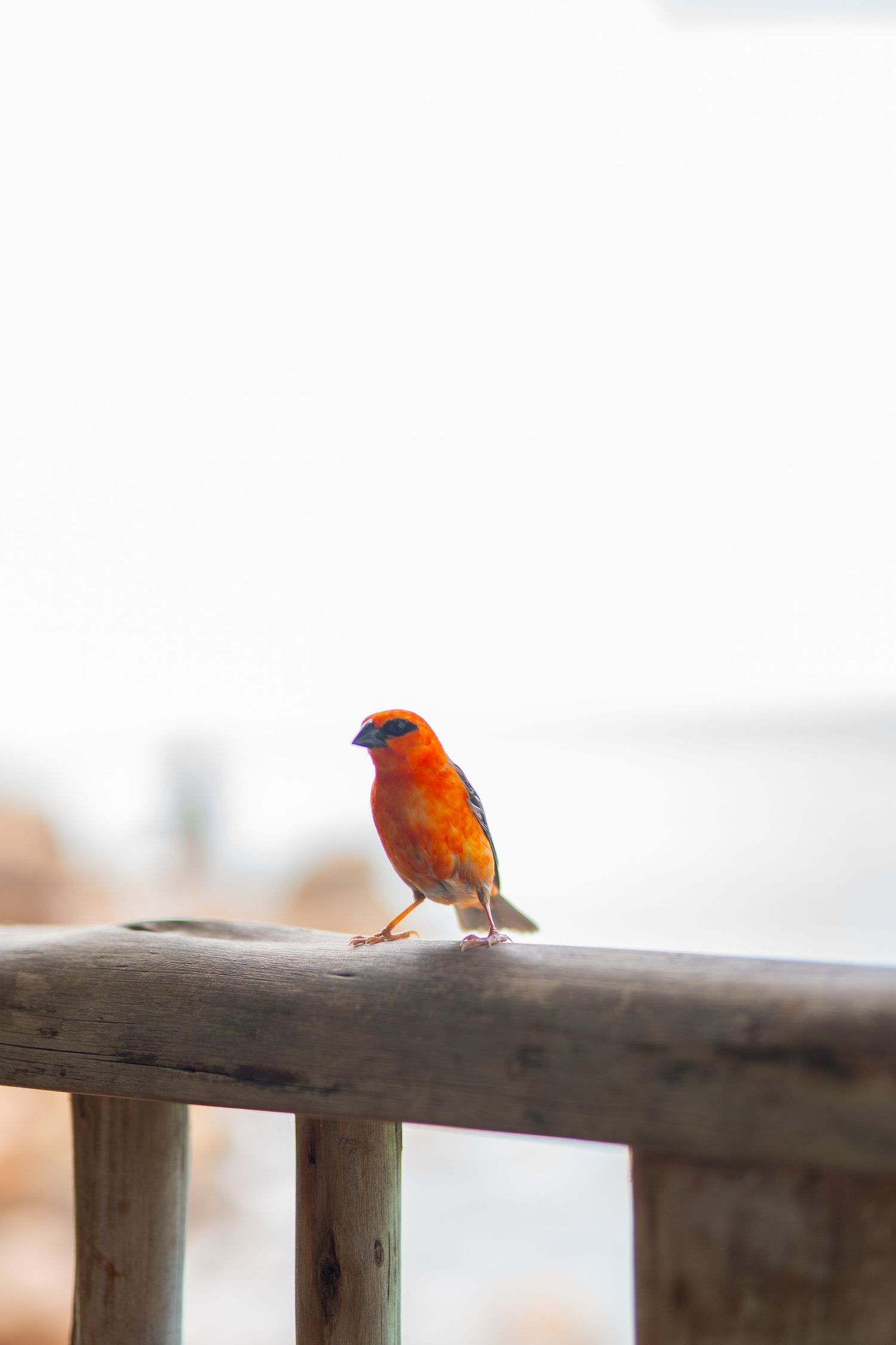 Small orange bird perched on wooden railing against blurred background.