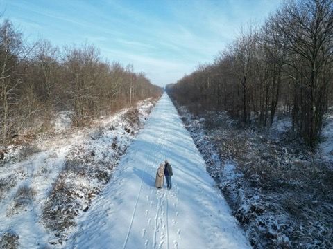 Aerial view of a snowy path through winter forest with a lone figure walking.