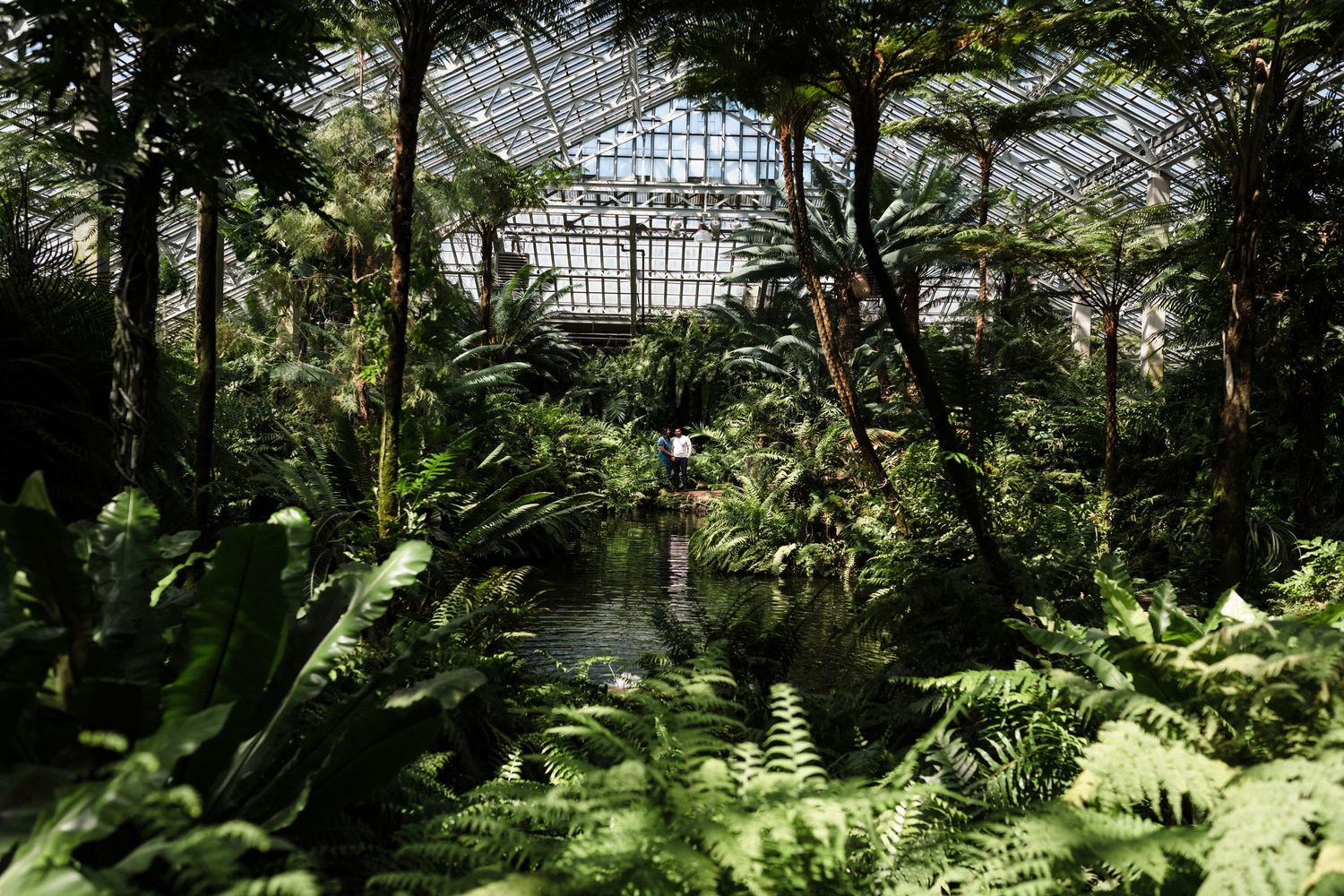 Sunlit greenhouse interior filled with tropical plants and ferns under glass roof architecture.