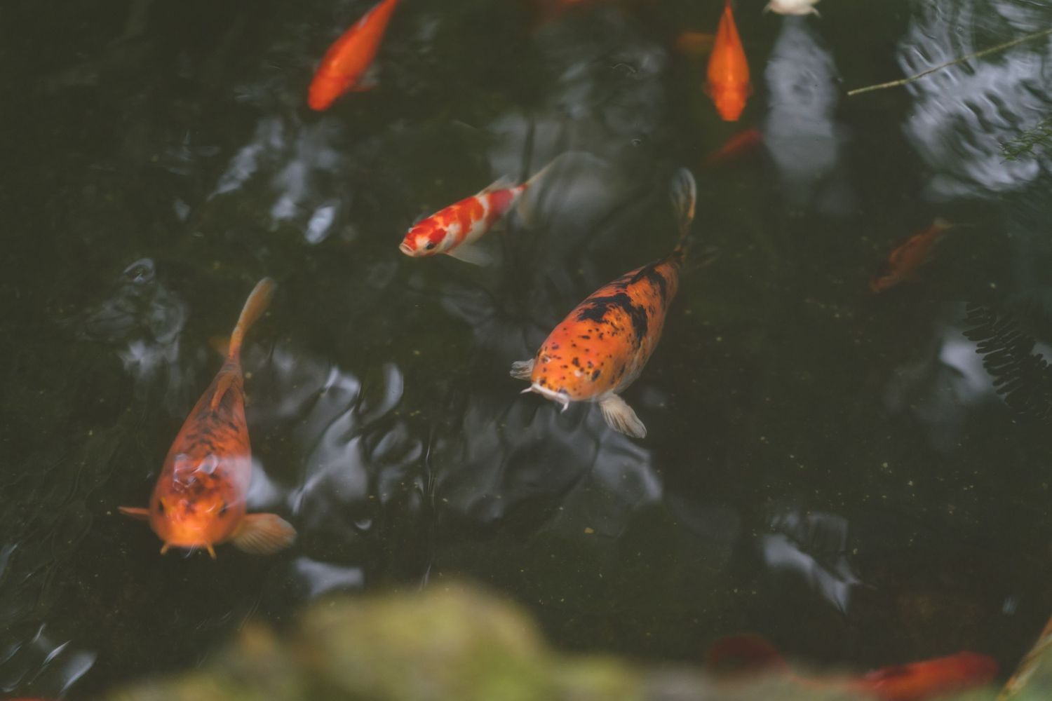Orange koi fish swimming in dark pond water creating peaceful ripples.
