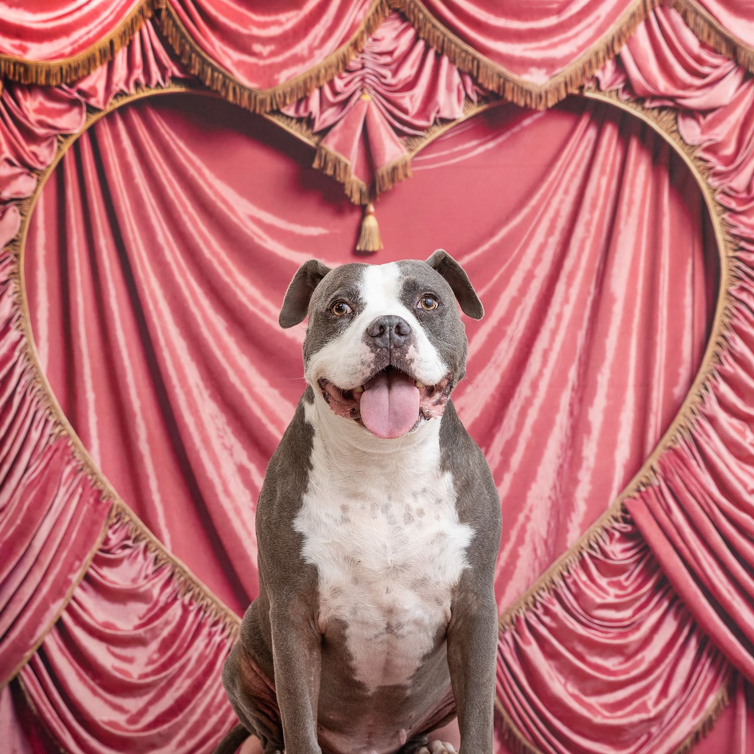 Four sequential photos of a happy Boston Terrier posing against a pink draped backdrop in a photo studio setting.