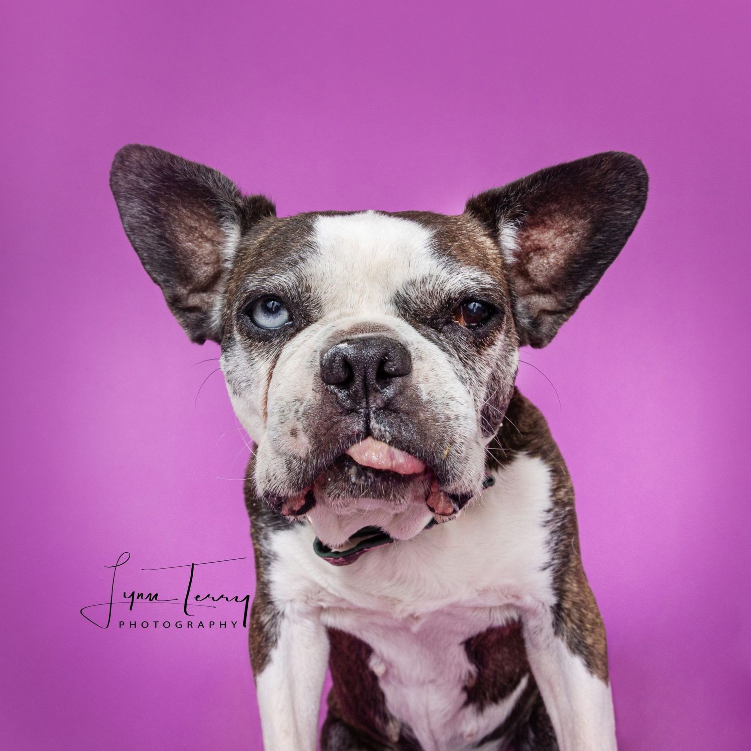 A brown and white Boston Terrier mix with blue eyes poses against a vibrant pink-purple background.
