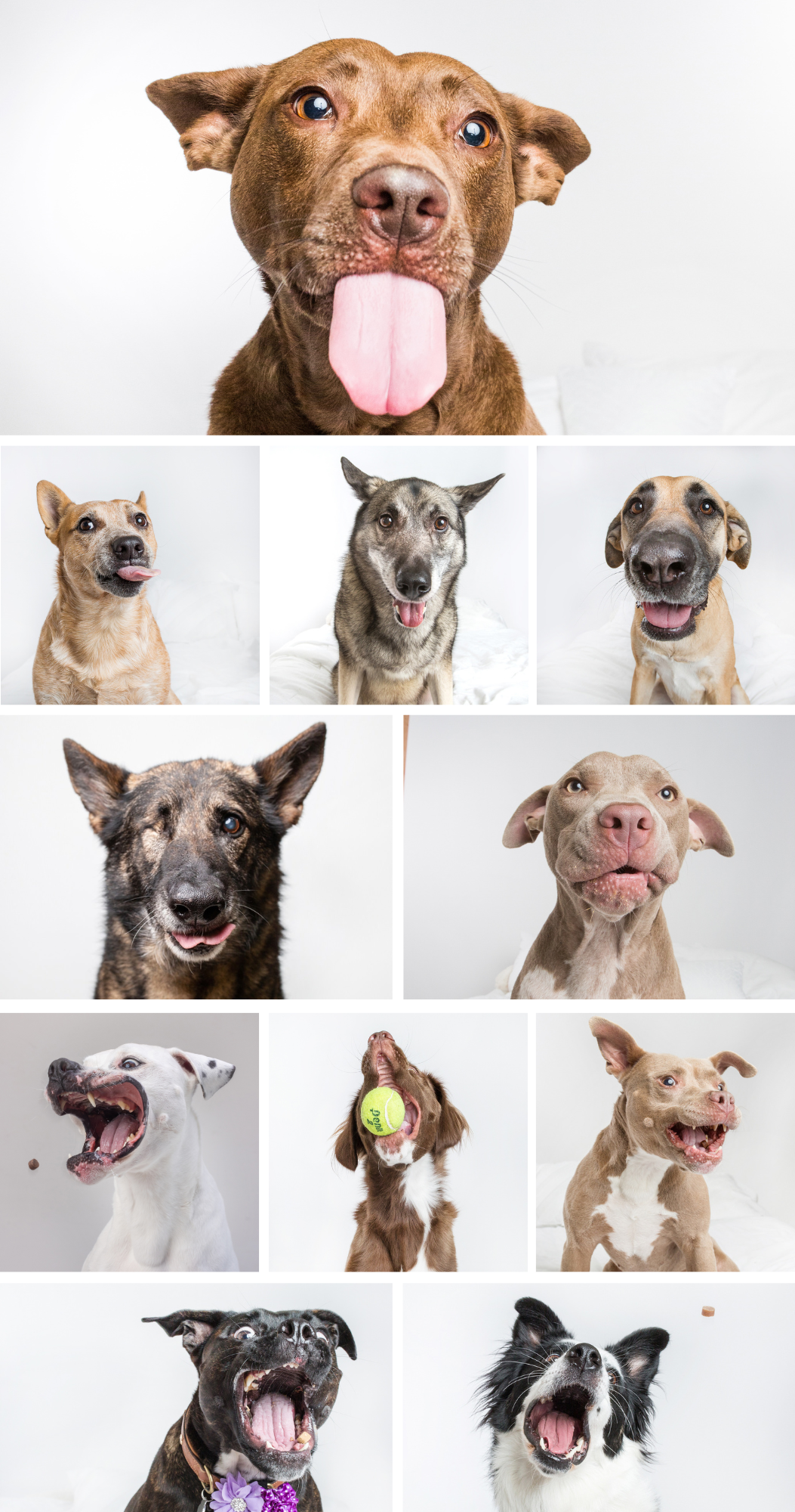 Collage of happy shelter dogs with tongues out, playful expressions, and bright eyes against white backgrounds.