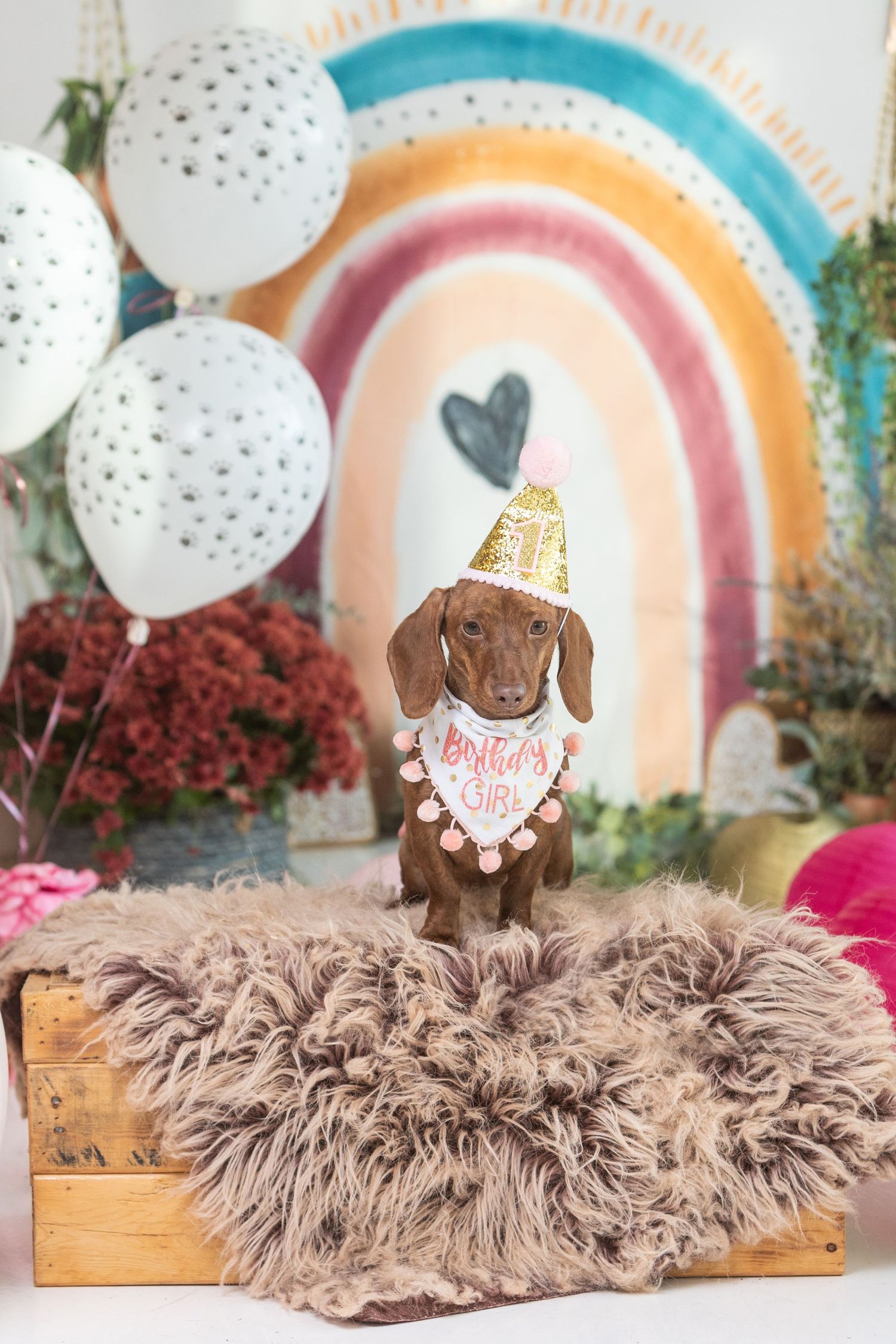 Dachshund puppy wearing birthday hat and bib on fur cushion with rainbow backdrop and balloons.