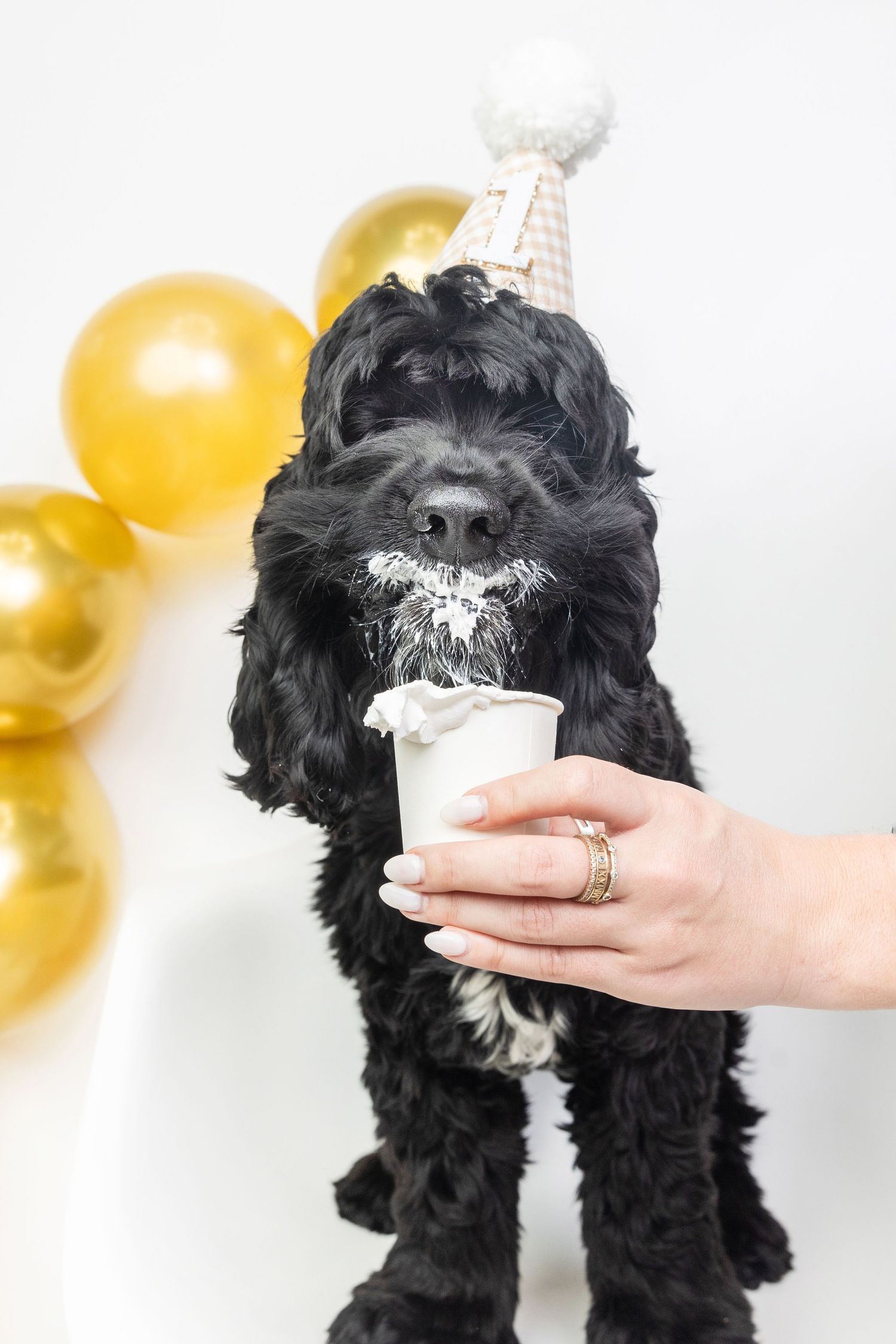 Black doodle dog wearing party hat licks whipped cream from cup held by hand, with gold balloons in background.